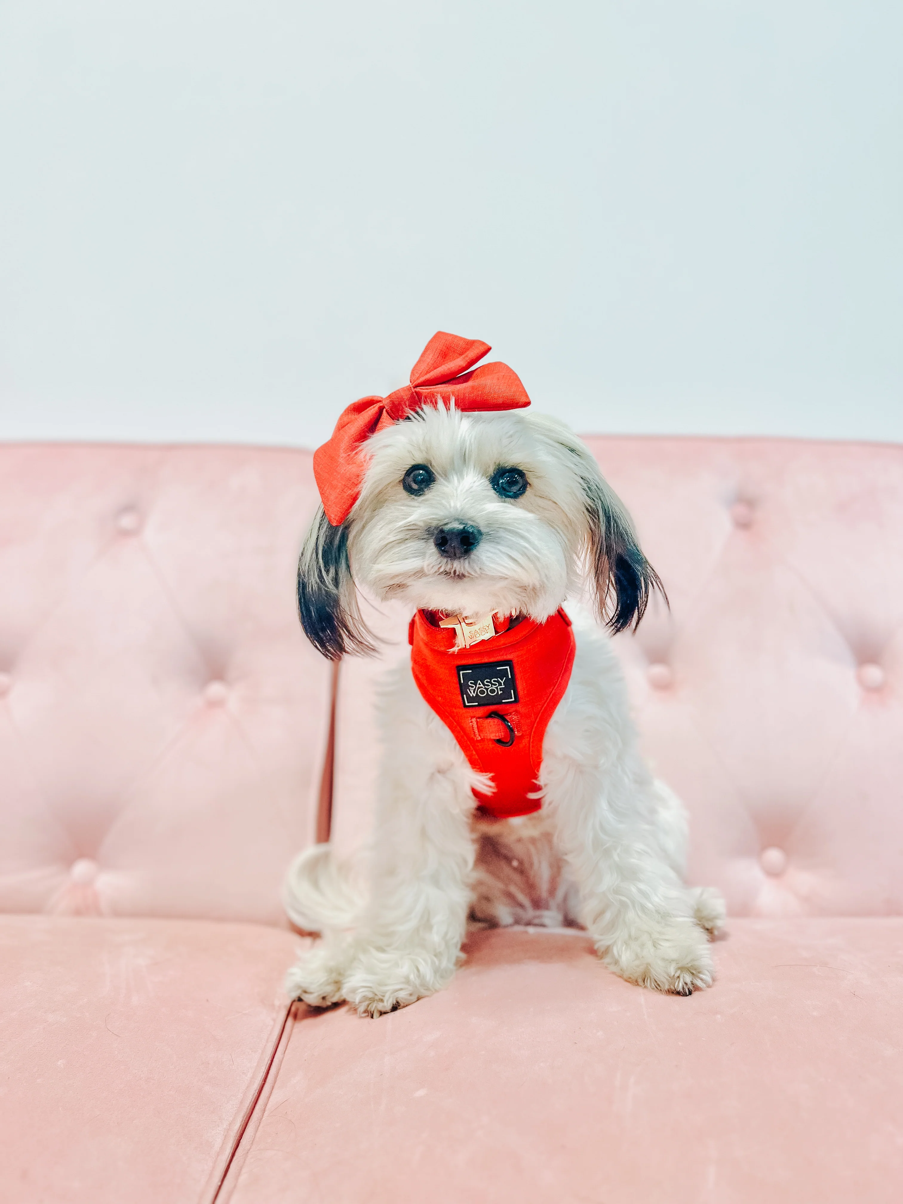 Dog Sailor Bow - Merlot - Image 9