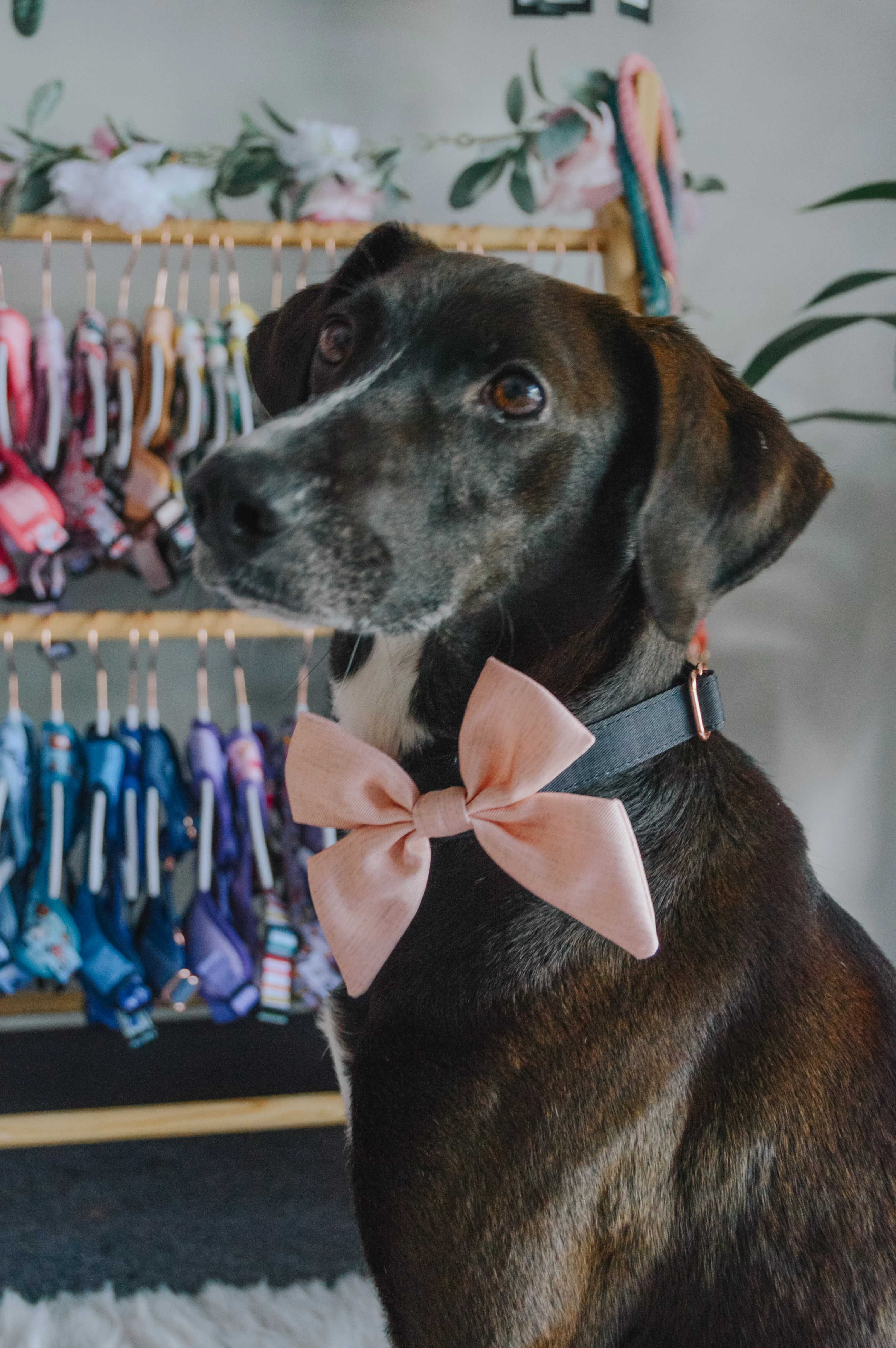 Dog Sailor Bow - Pinot - Image 5