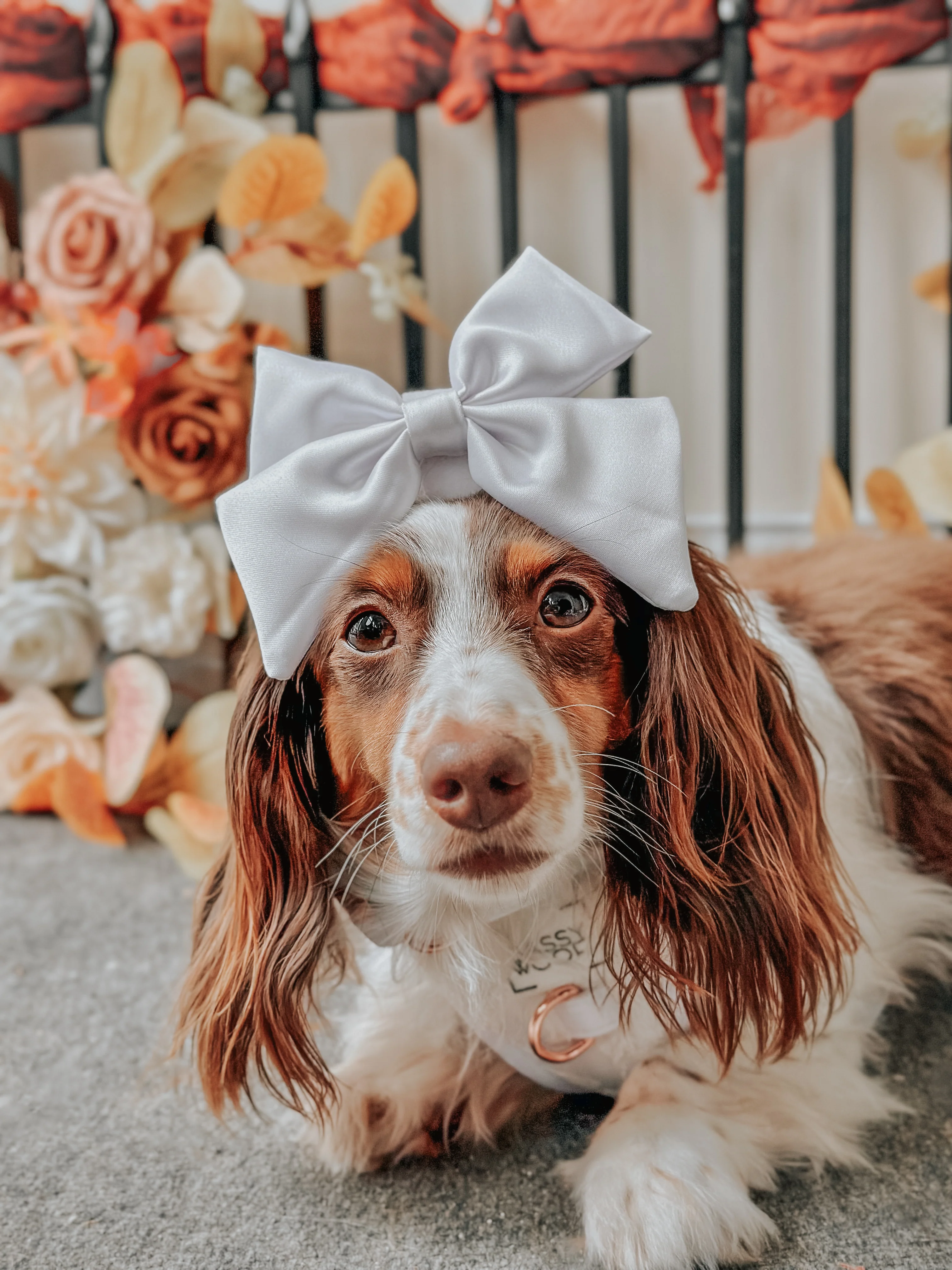 Dog Sailor Bow - Pup of Honor - Image 6
