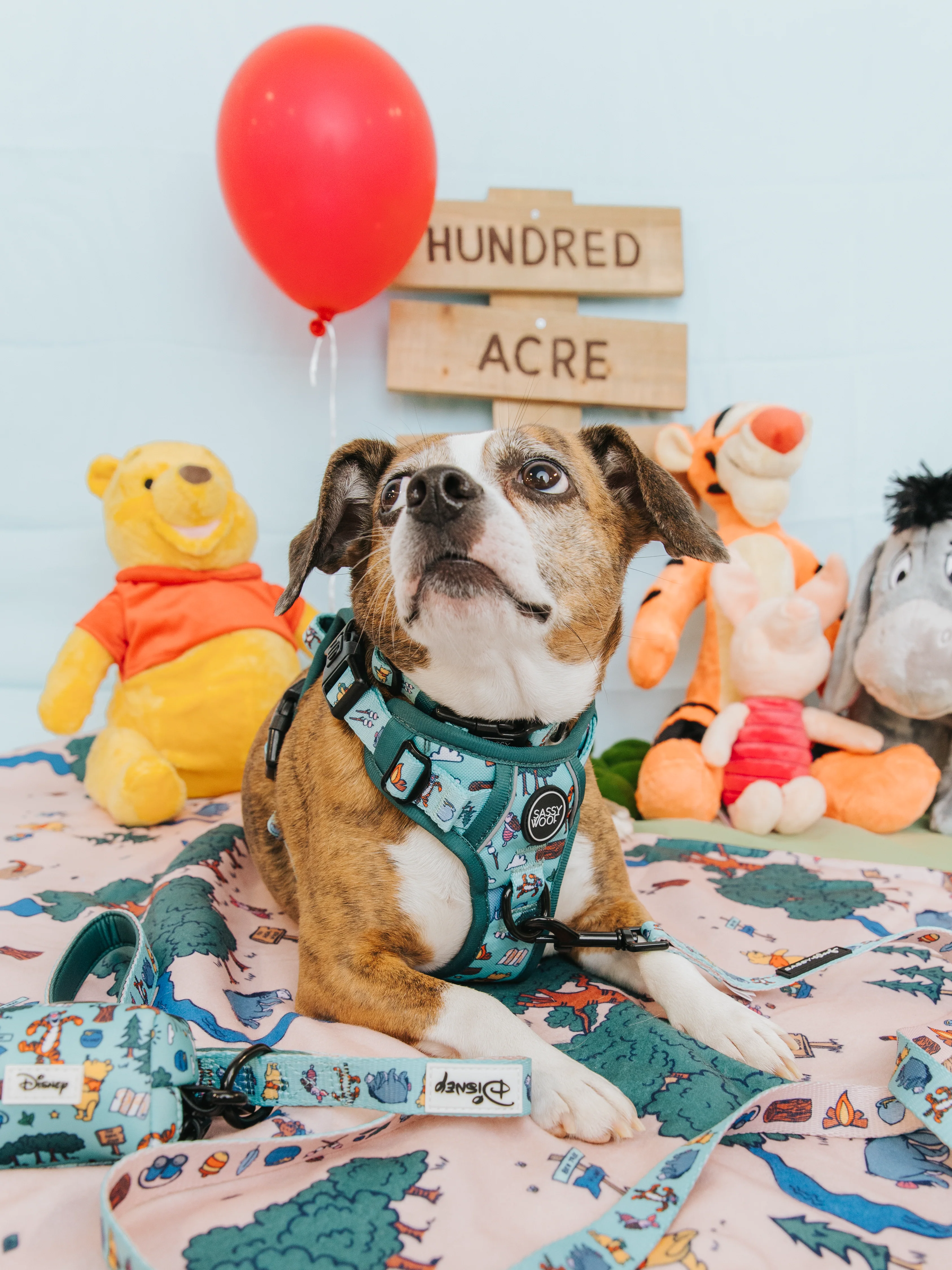 Dog Step-in Harness - Disney's Winnie the Pooh - Image 15