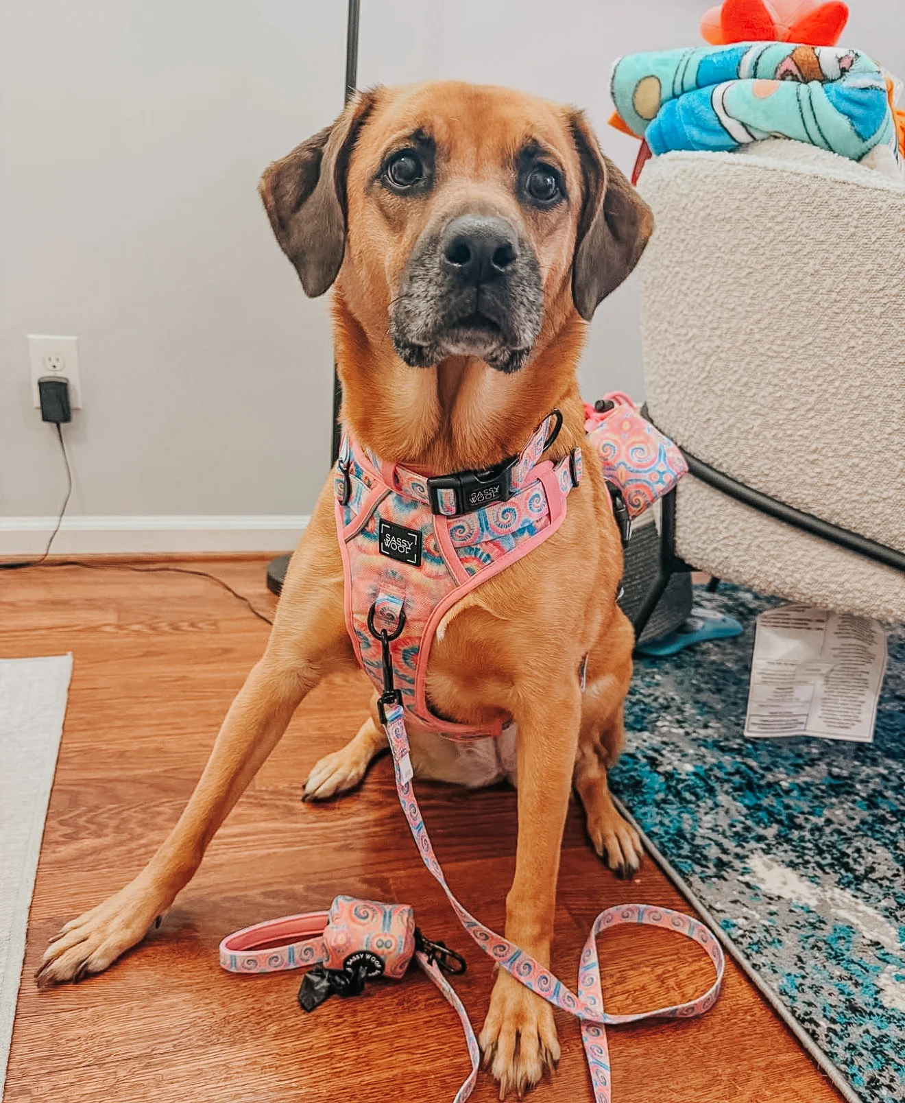 Dog Step-in Harness - Good Vibes - Image 13
