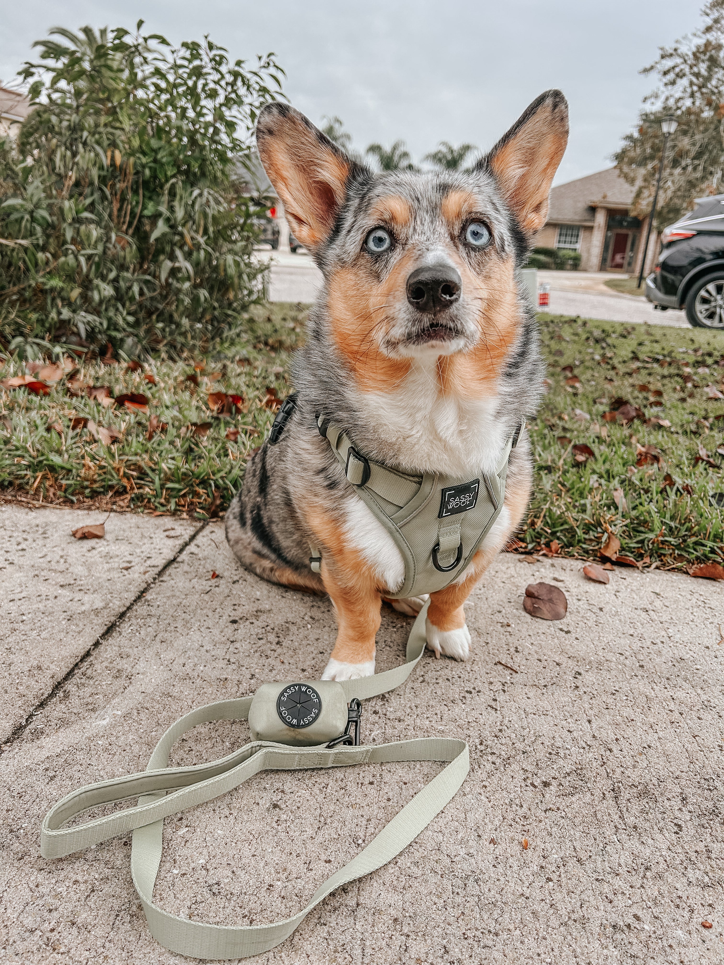 Dog Step-in Harness - Matcha - Image 10