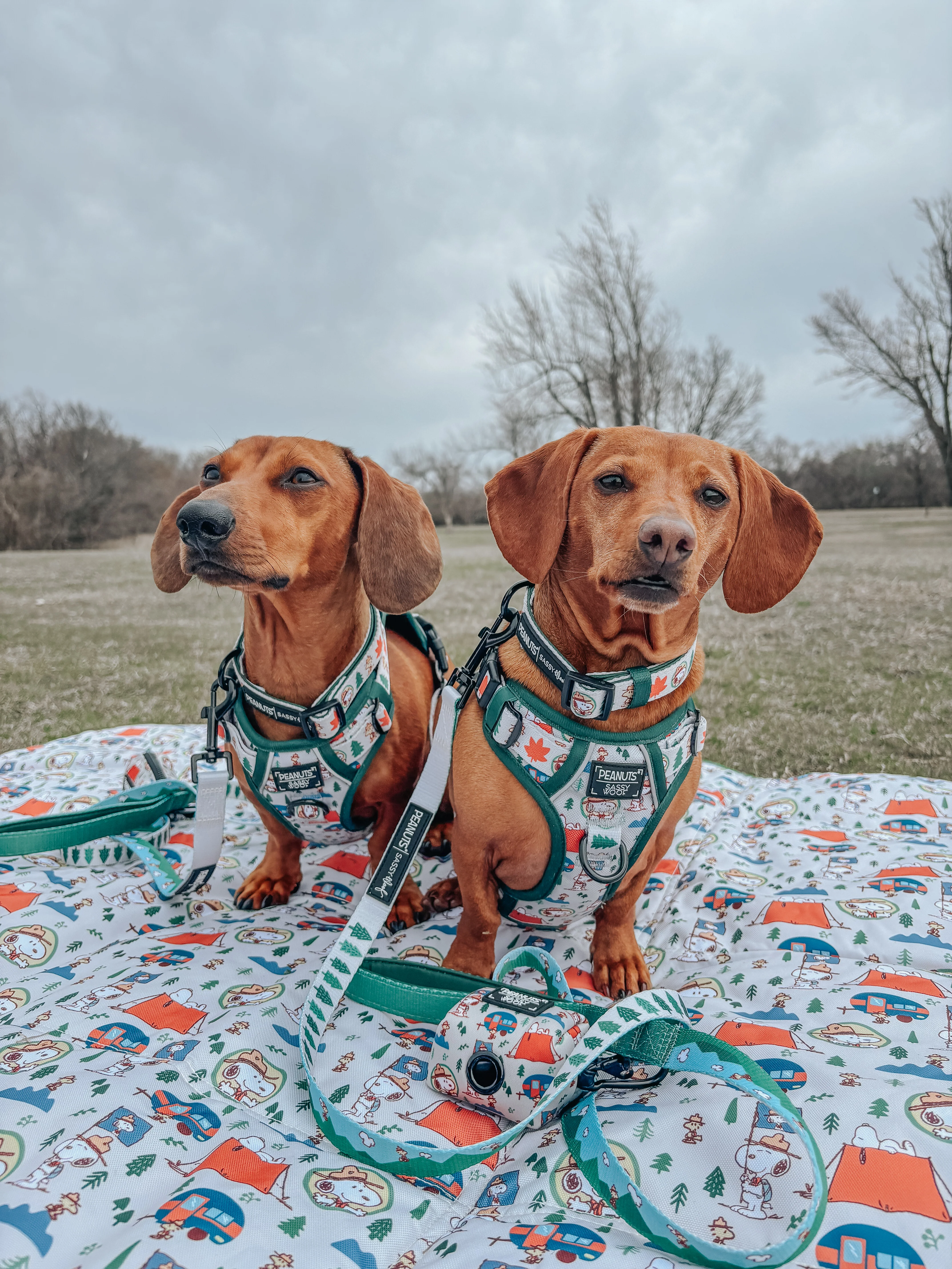 Dog Step-in Harness - Peanuts™ Beagle Scouts - Image 23