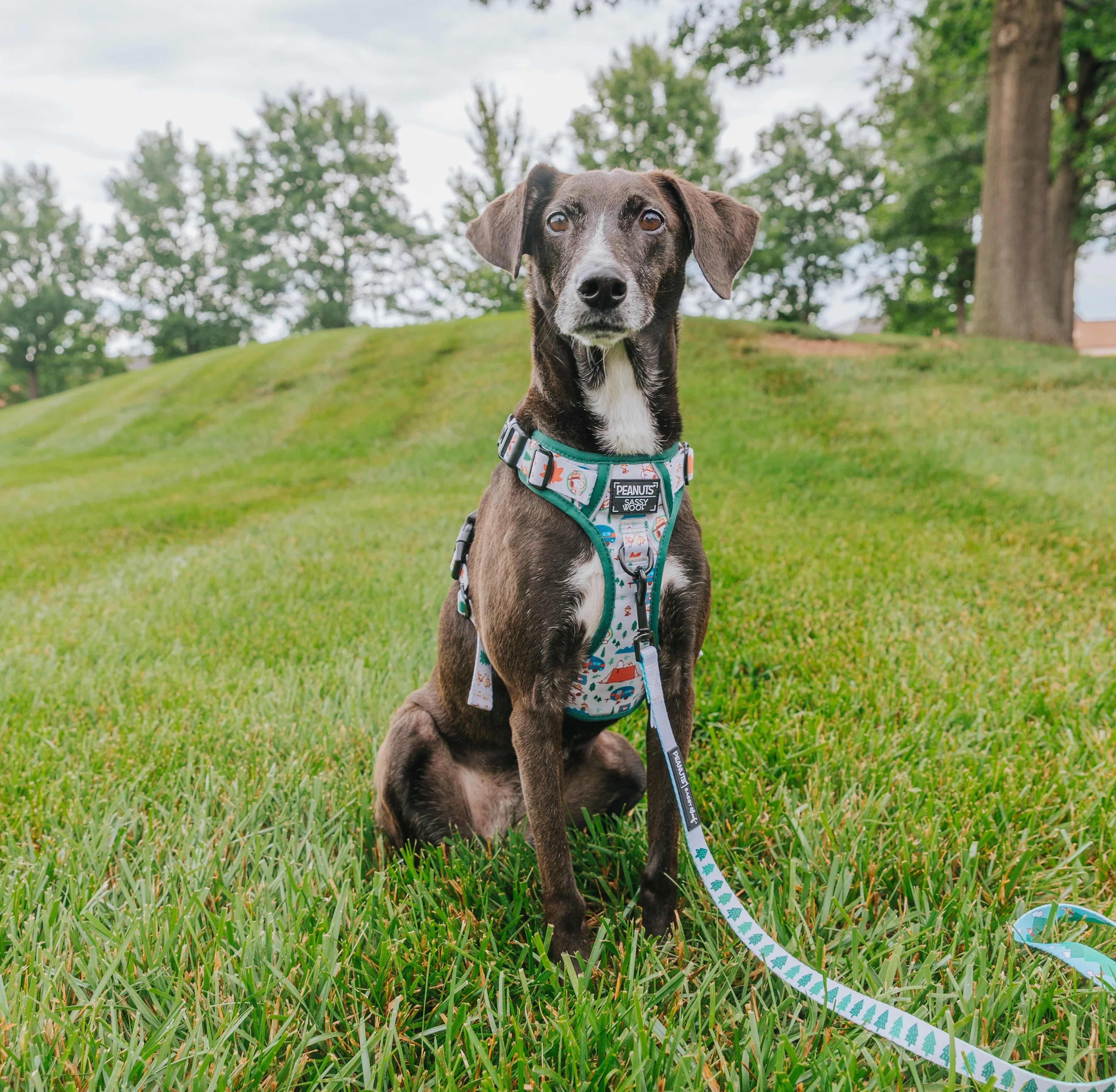 Dog Step-in Harness - Peanuts™ Beagle Scouts - Image 8