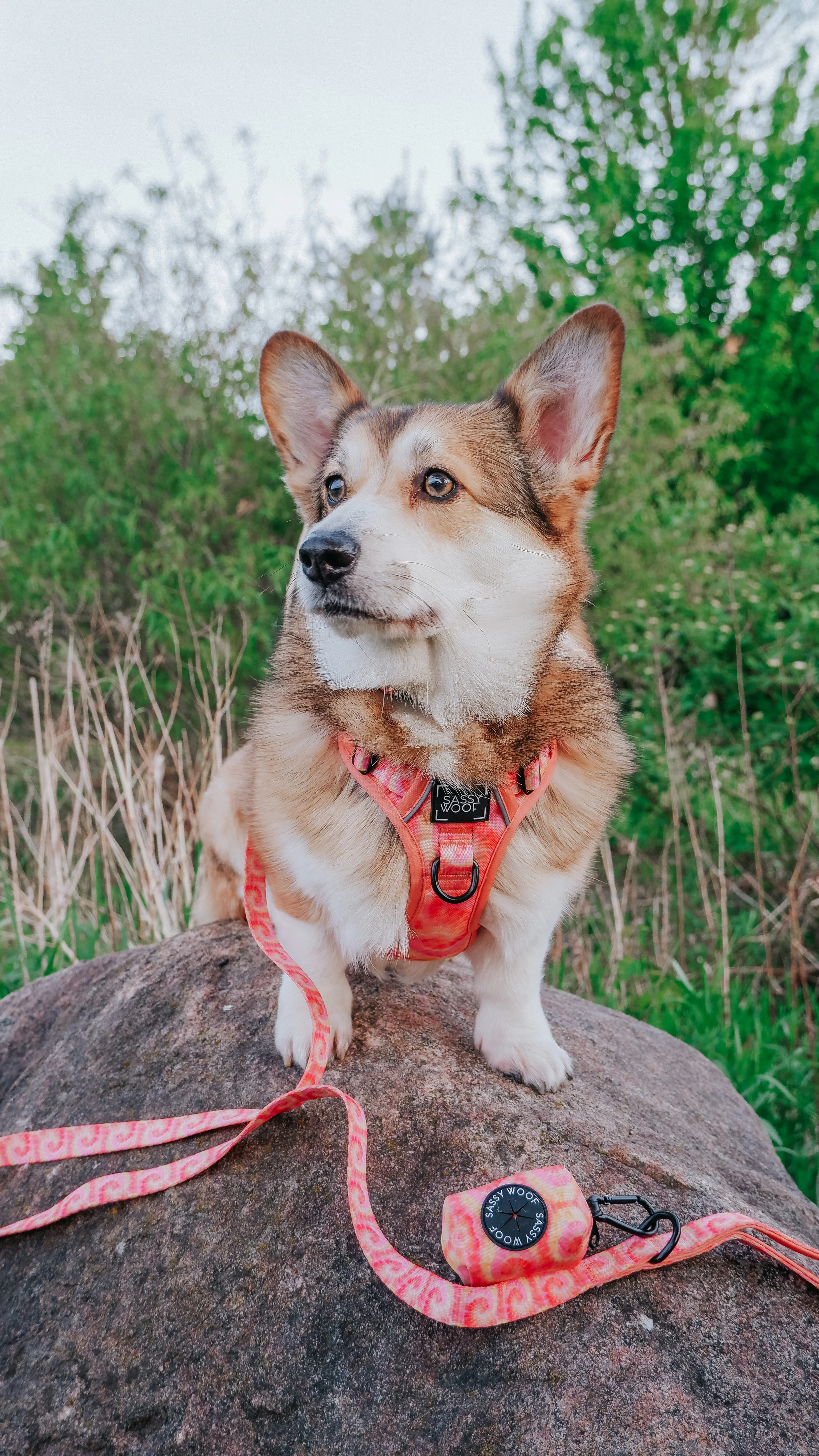Dog Step-in Harness - Summer Sorbet - Image 7