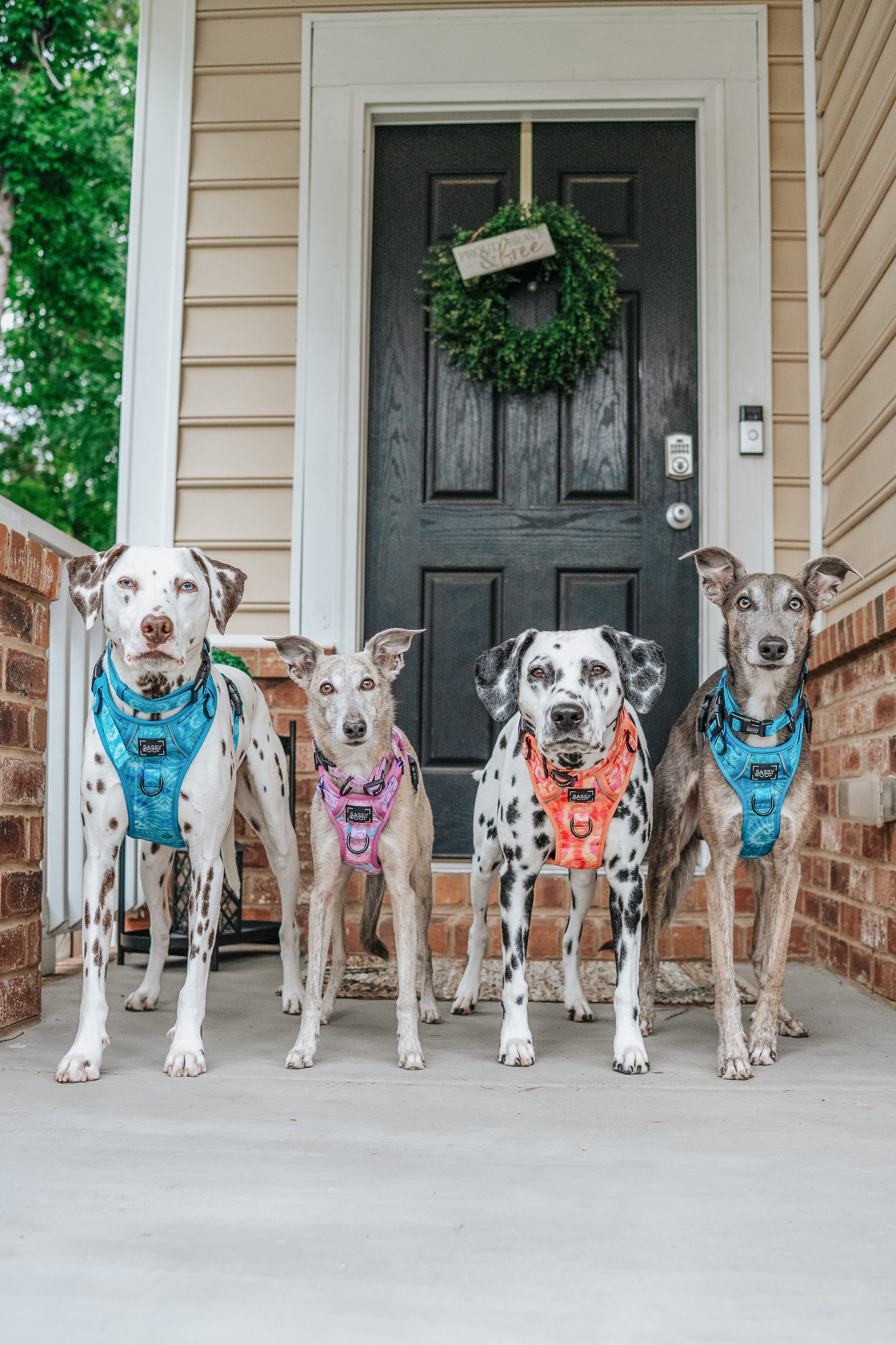 Dog Step-in Harness - Tropical Tides - Image 6