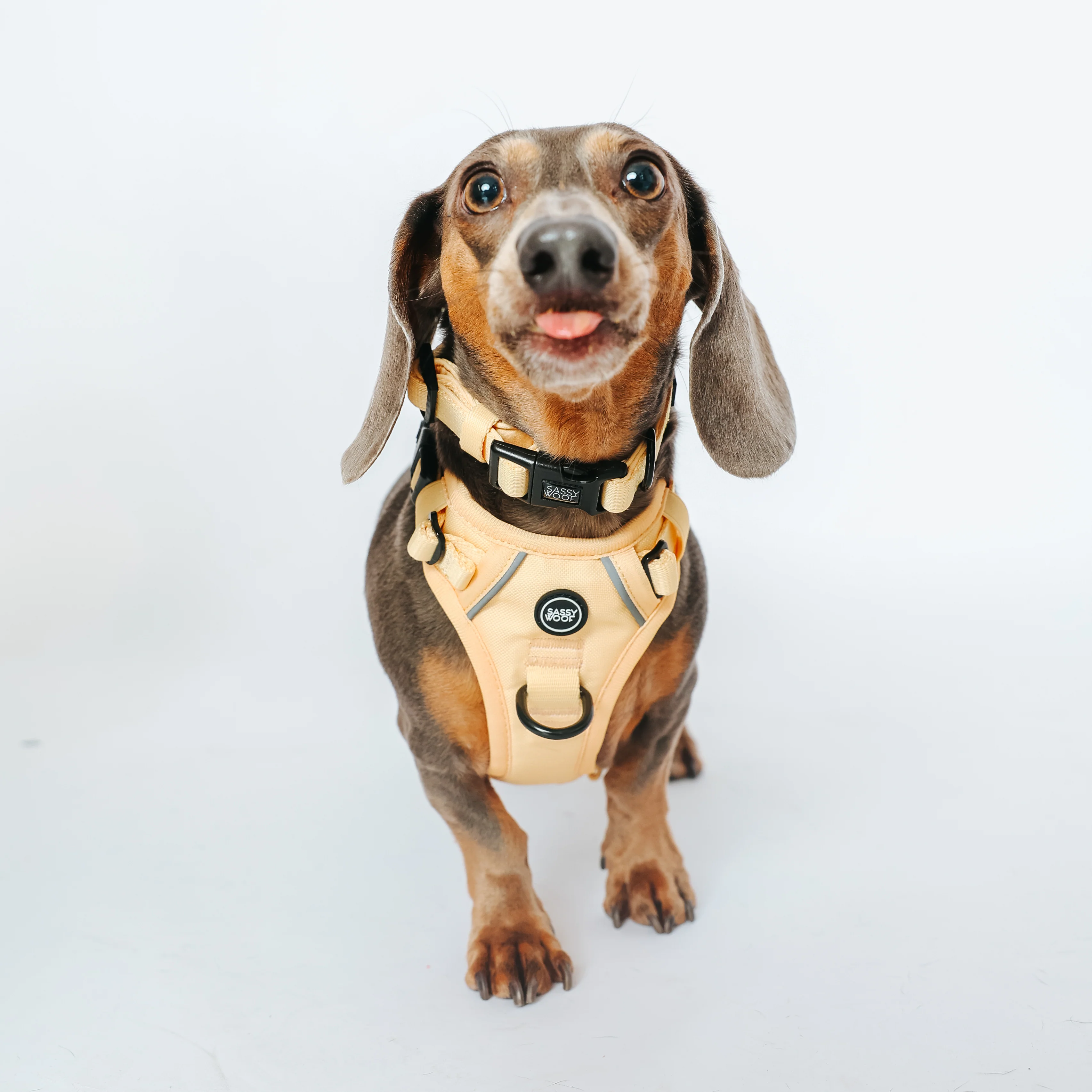 Dog Three Piece Bundle - Daffodil - Image 10