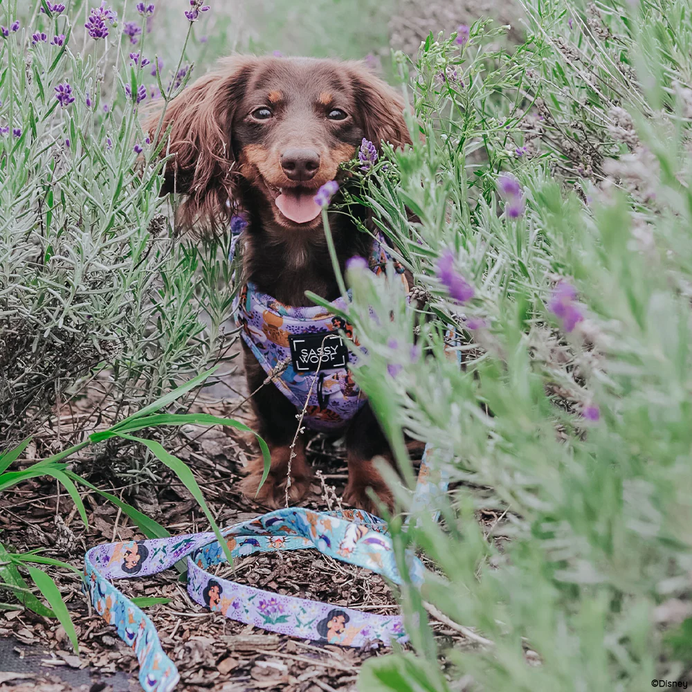Harness Three Piece Bundle - Disney's Jasmine - Image 12