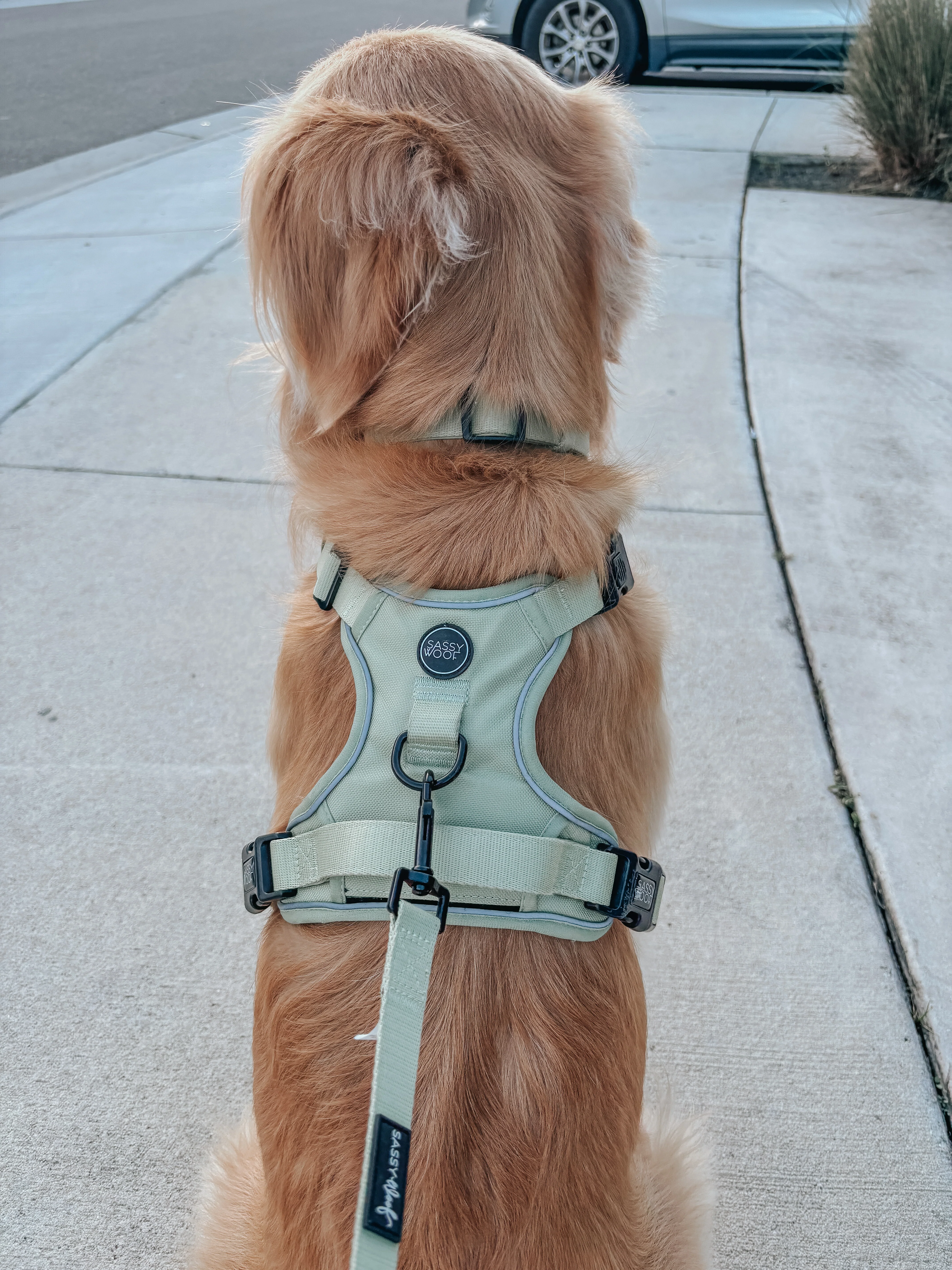 Dog Three Piece Bundle - Matcha - Image 13