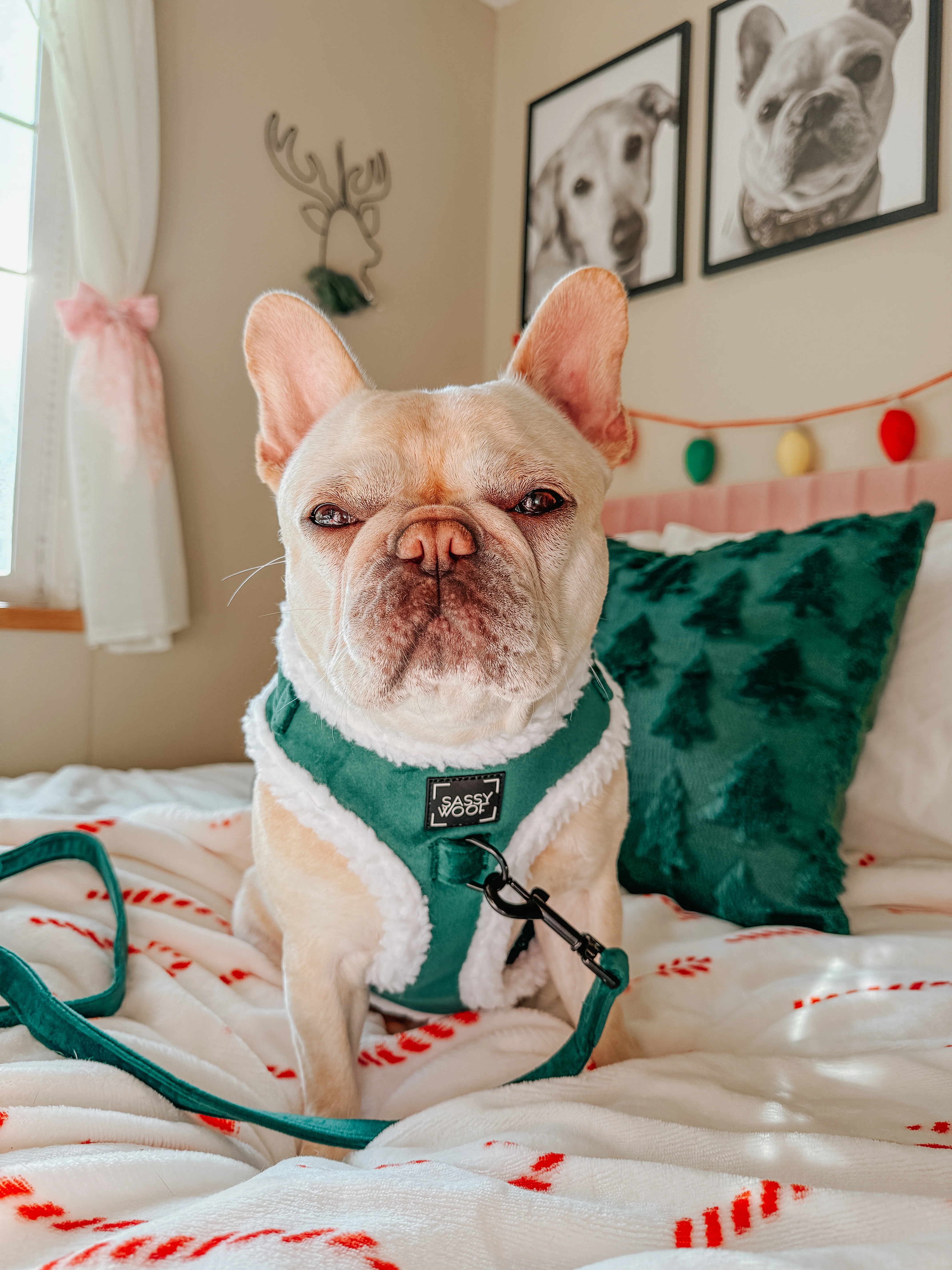 Dog Three Piece Bundle - Nice - Image 18