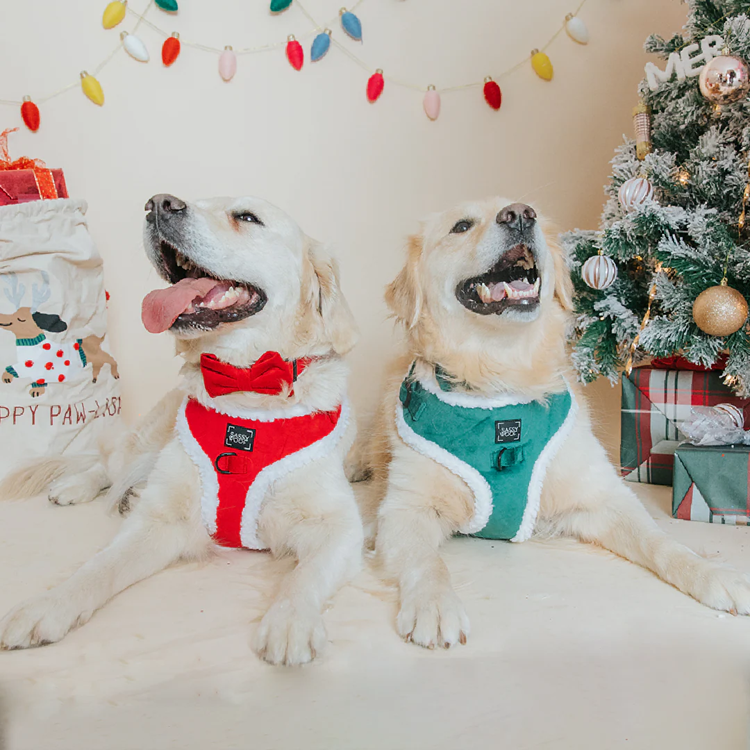Dog Three Piece Bundle - Nice - Image 9