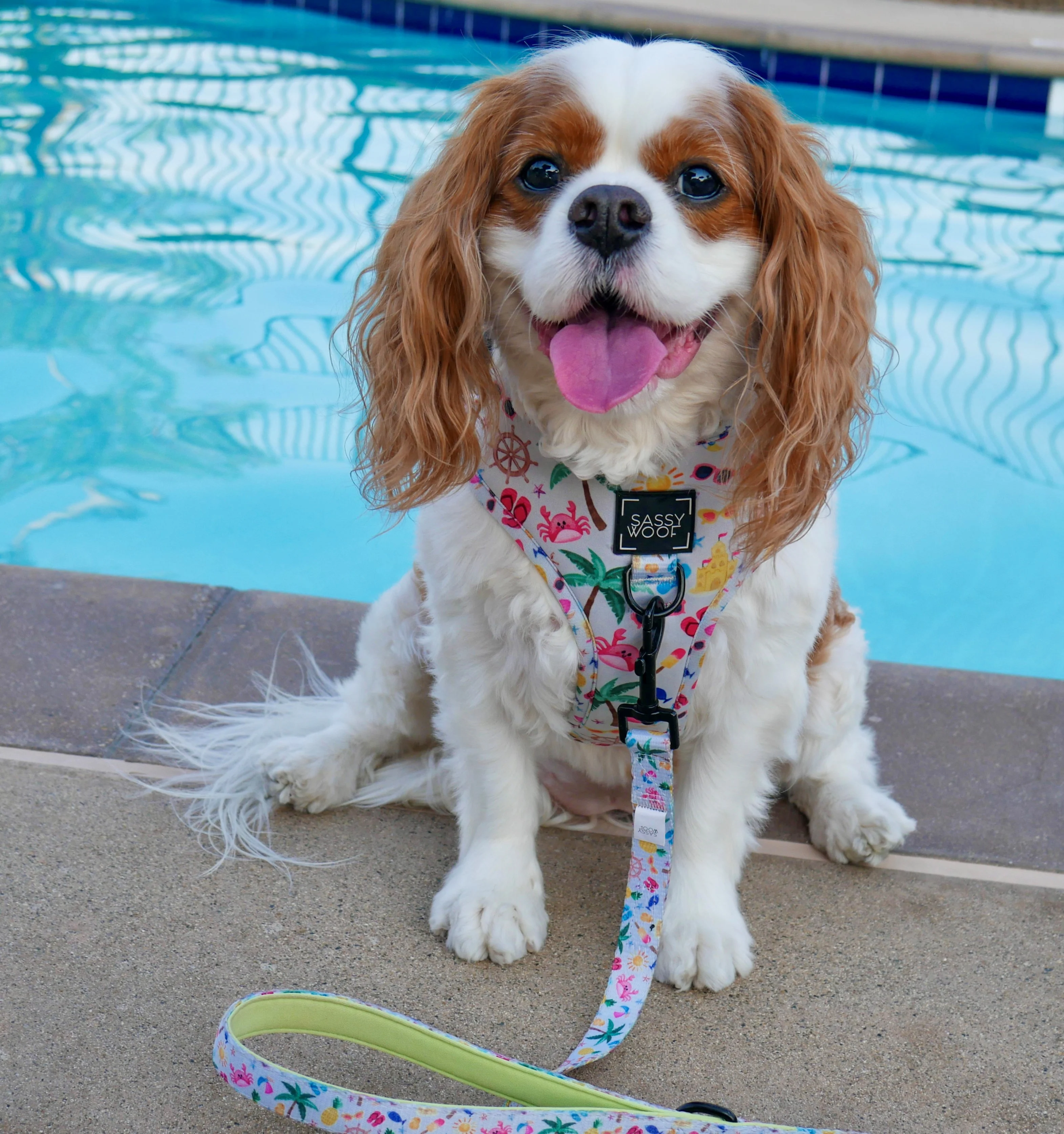 Dog Two Piece Bundle - Beach Please - Image 12