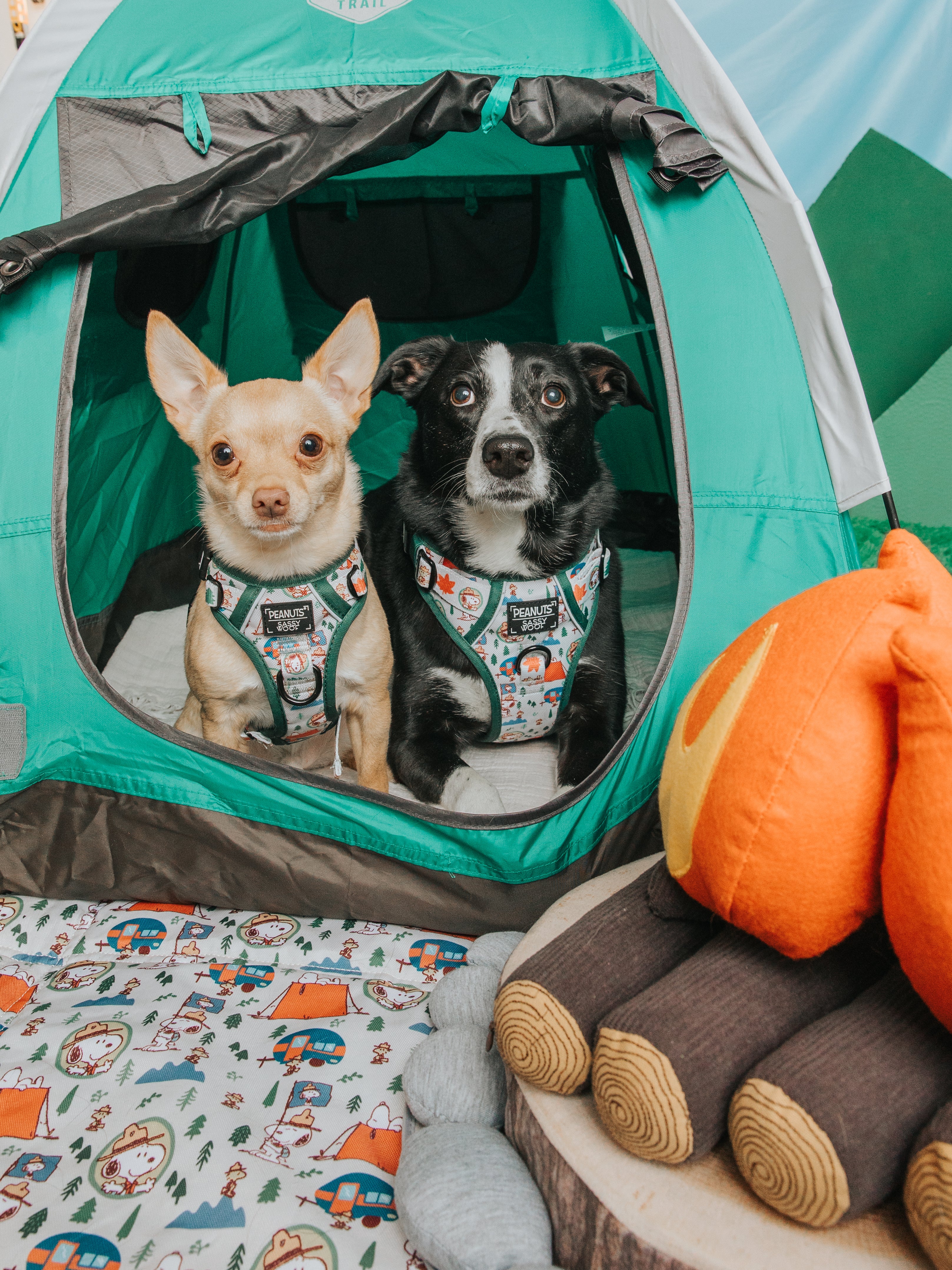 Dog Two Piece Bundle - Peanuts™ Beagle Scouts - Image 22