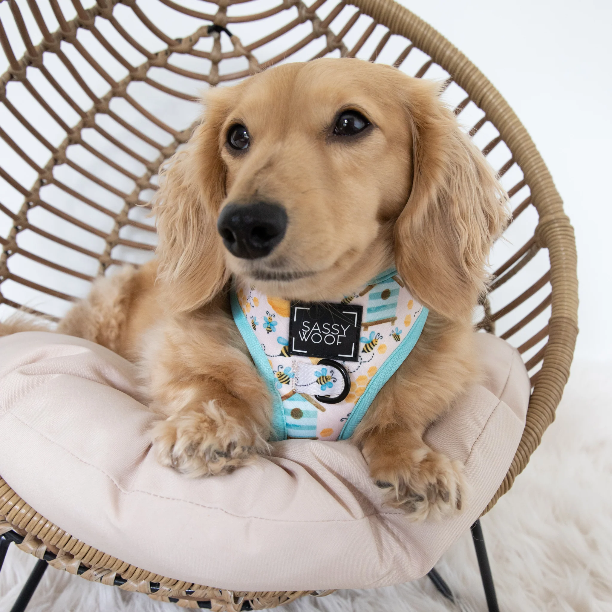 Dog Two Piece Bundle - Bee Sassy - Image 10
