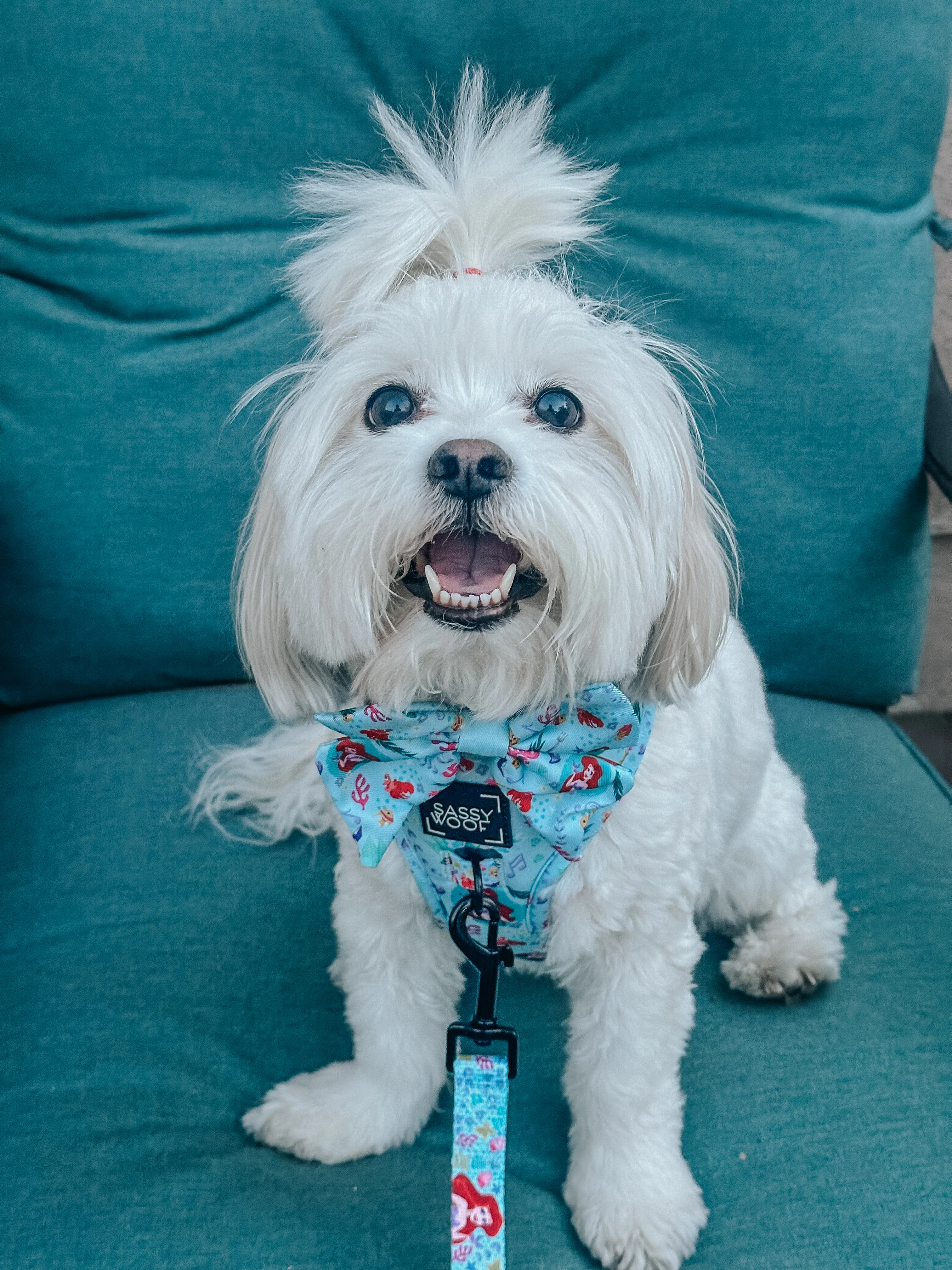 Dog Two Piece Bundle - Disney's Ariel - Image 10