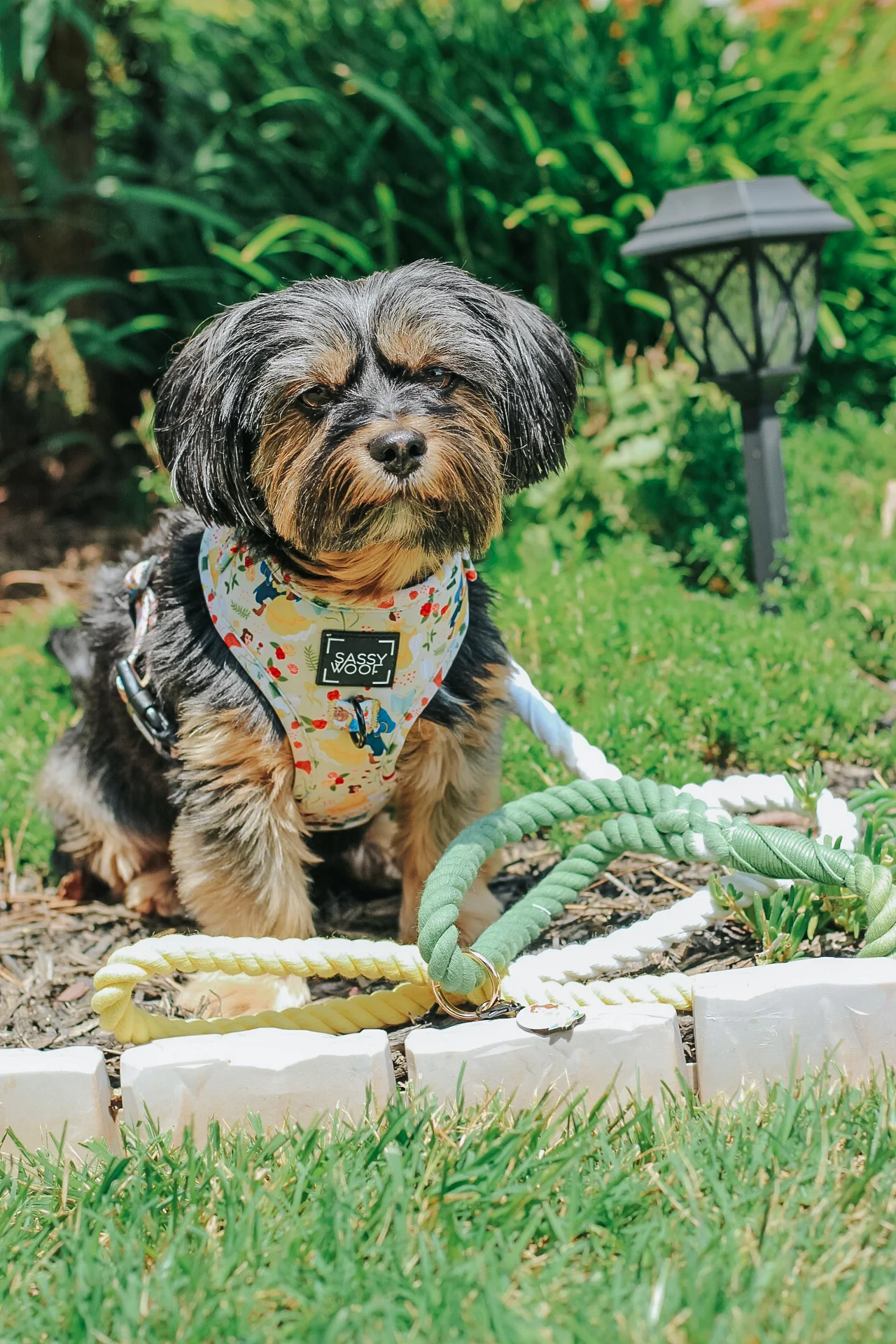 Dog Adjustable Harness - Disney's Belle - Image 10