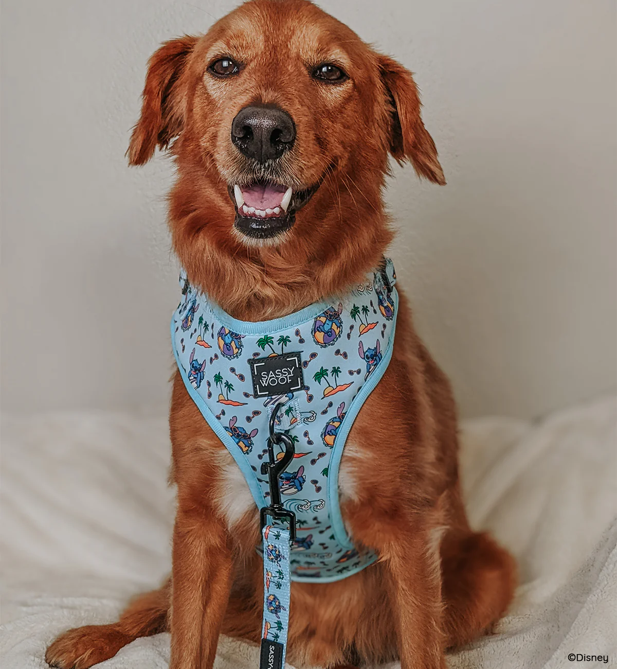 Dog Two Piece Bundle - Disney's Stitch - Image 9