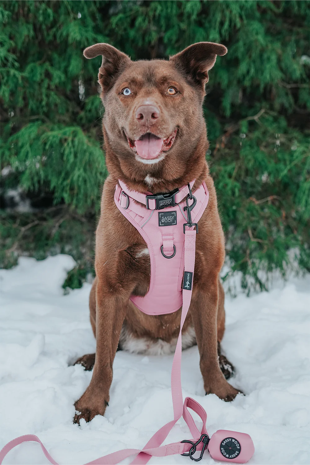 Dog Two Piece Bundle - Dusty Rose - Image 11