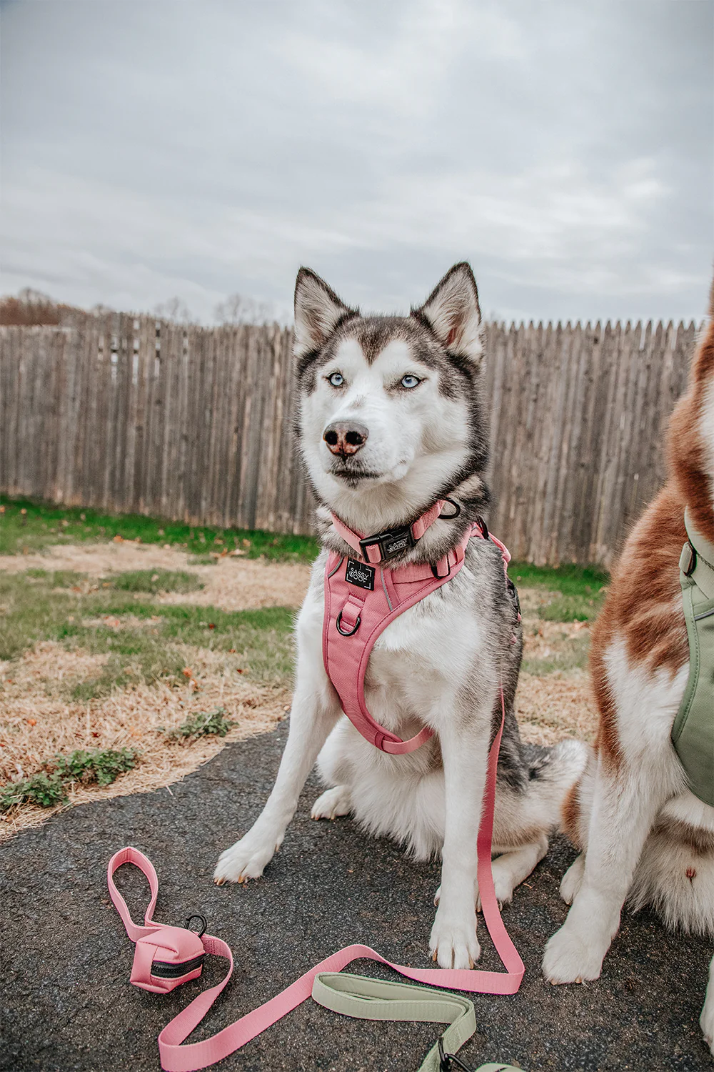 Dog Two Piece Bundle - Dusty Rose - Image 12