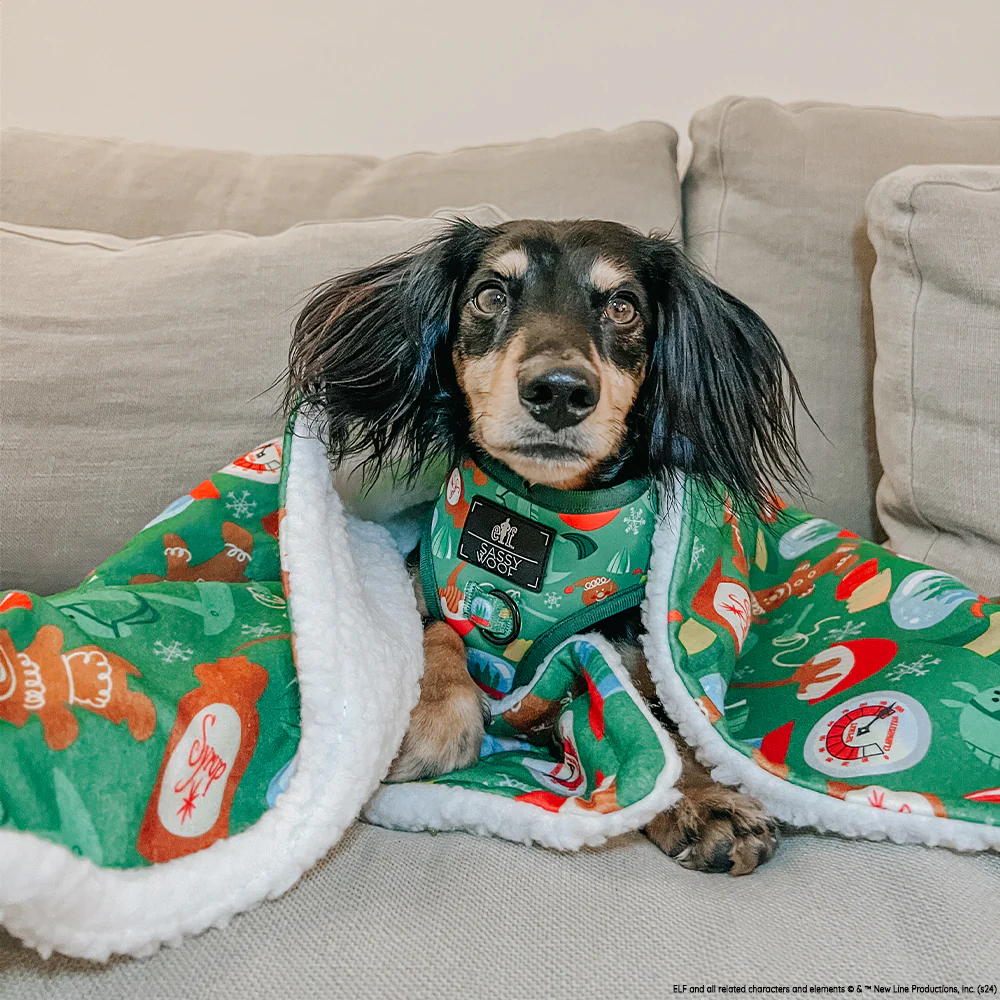 Dog Two Piece Bundle - Elf™ - Image 13