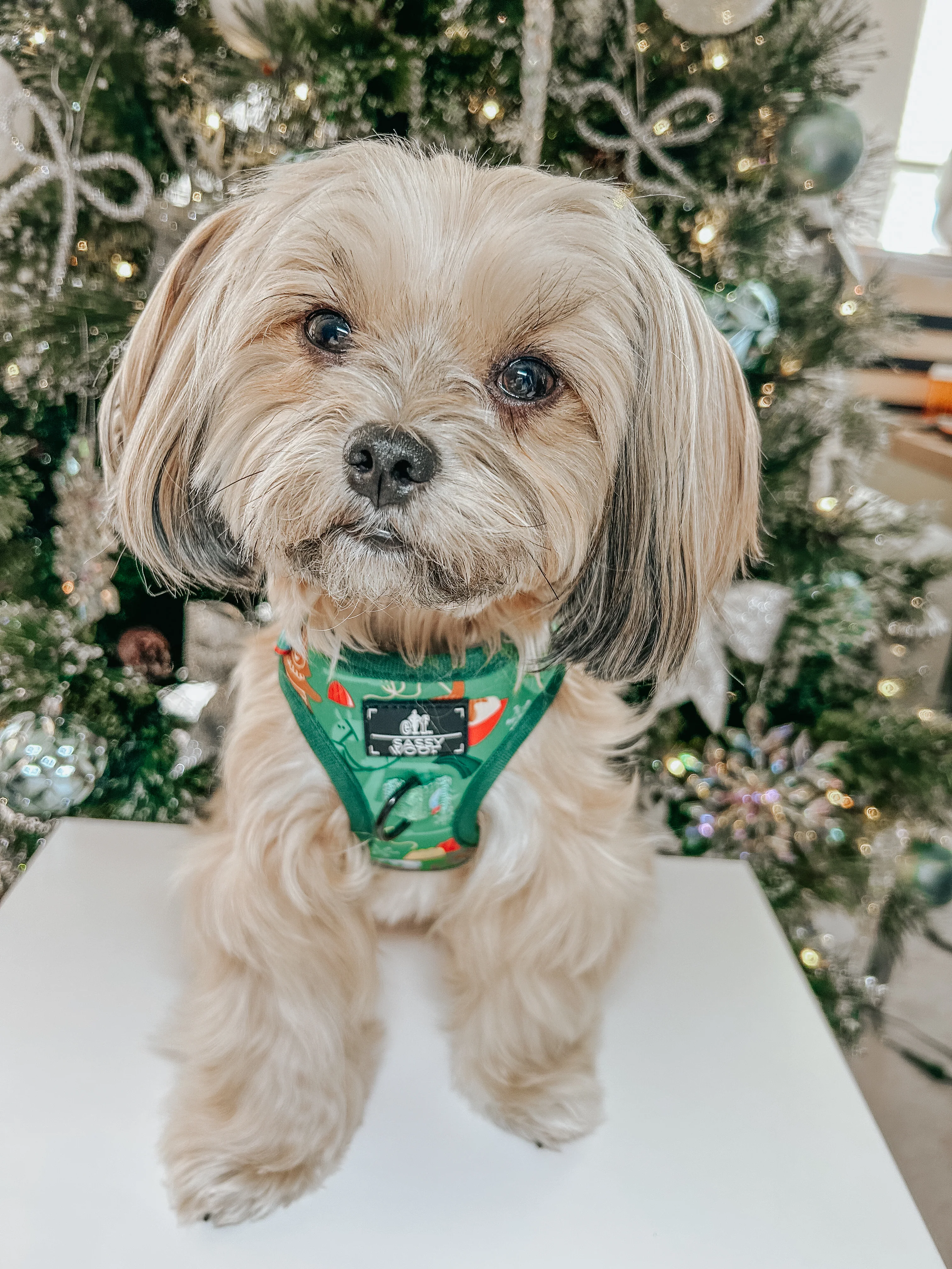 Dog Two Piece Bundle - Elf™ - Image 16