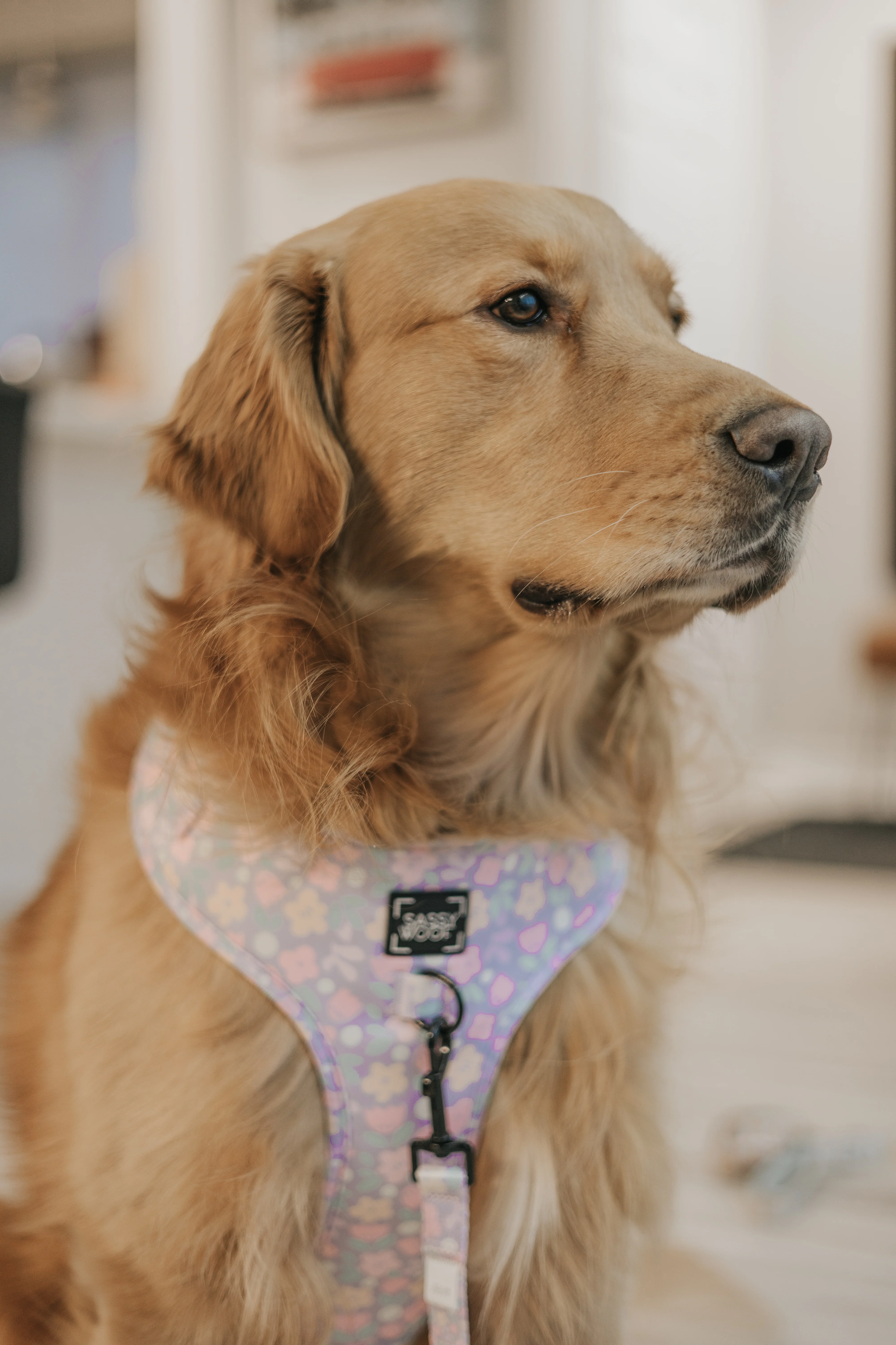 Dog Two Piece Bundle - Fleur de Sass - Image 14