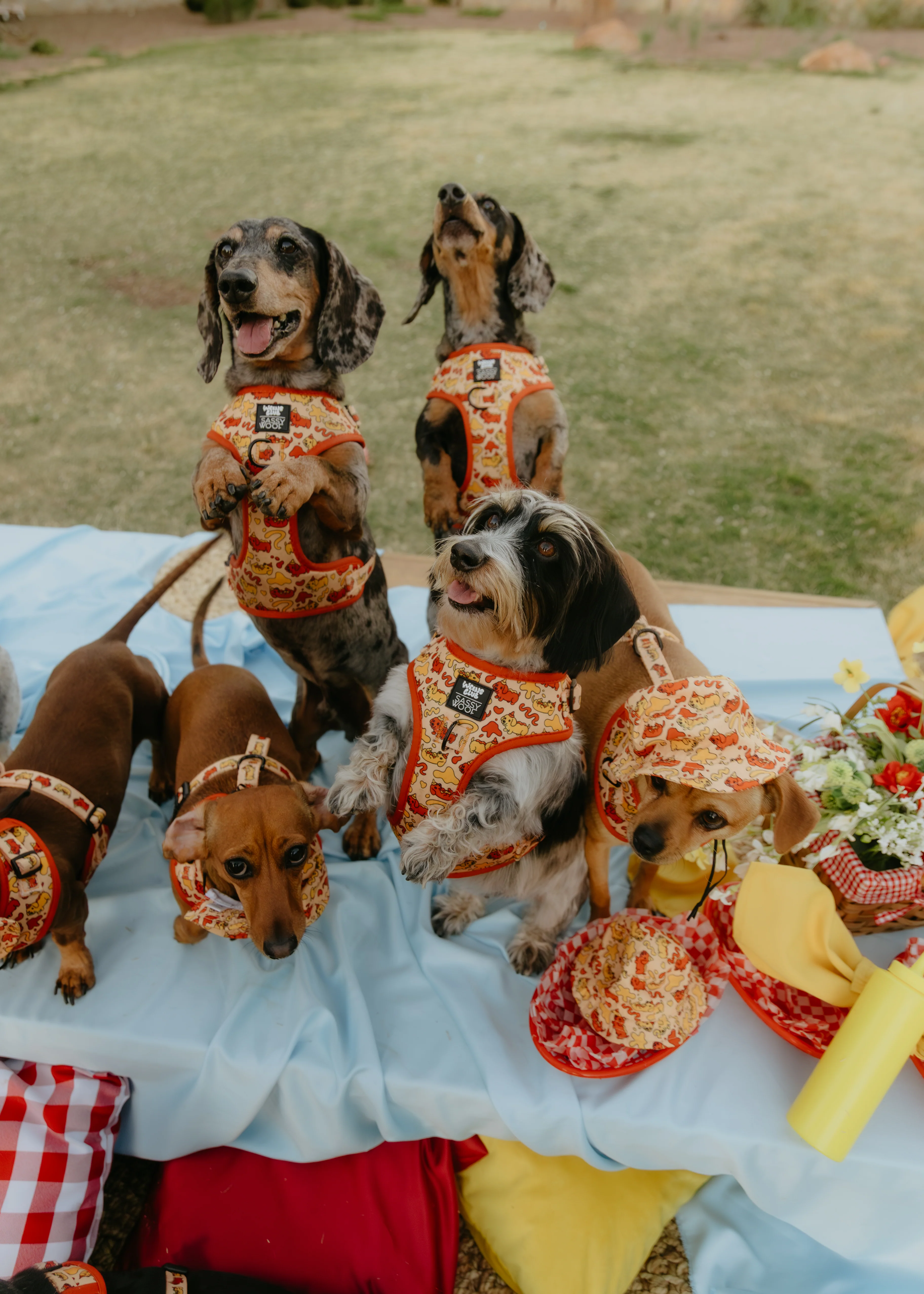 Dog Two Piece Bundle - Hot Dawg - Image 9