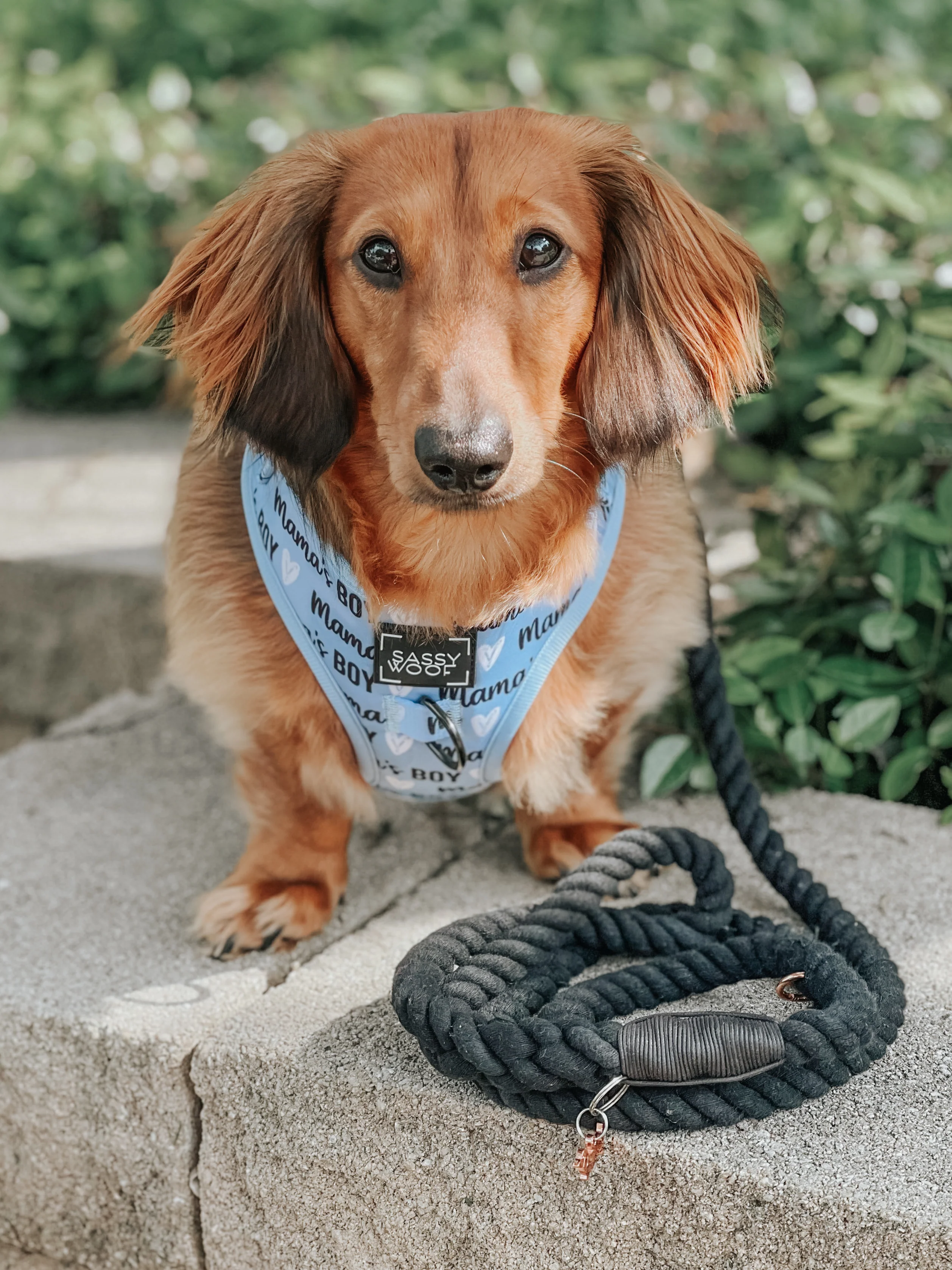 Dog Two Piece Bundle - Mama's Boy - Image 9