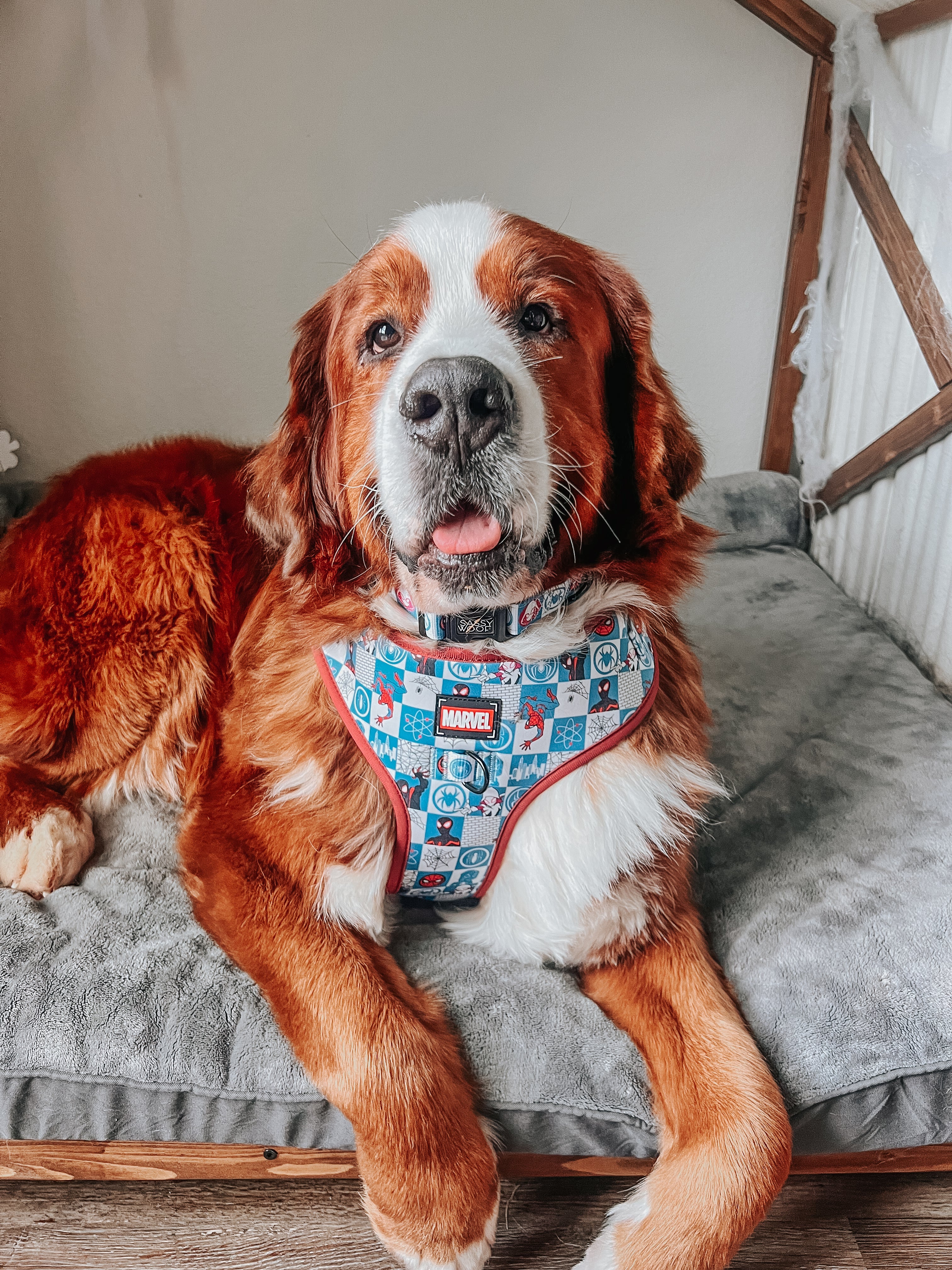Dog Two Piece Bundle - Marvel’s Spider-Man - Image 11