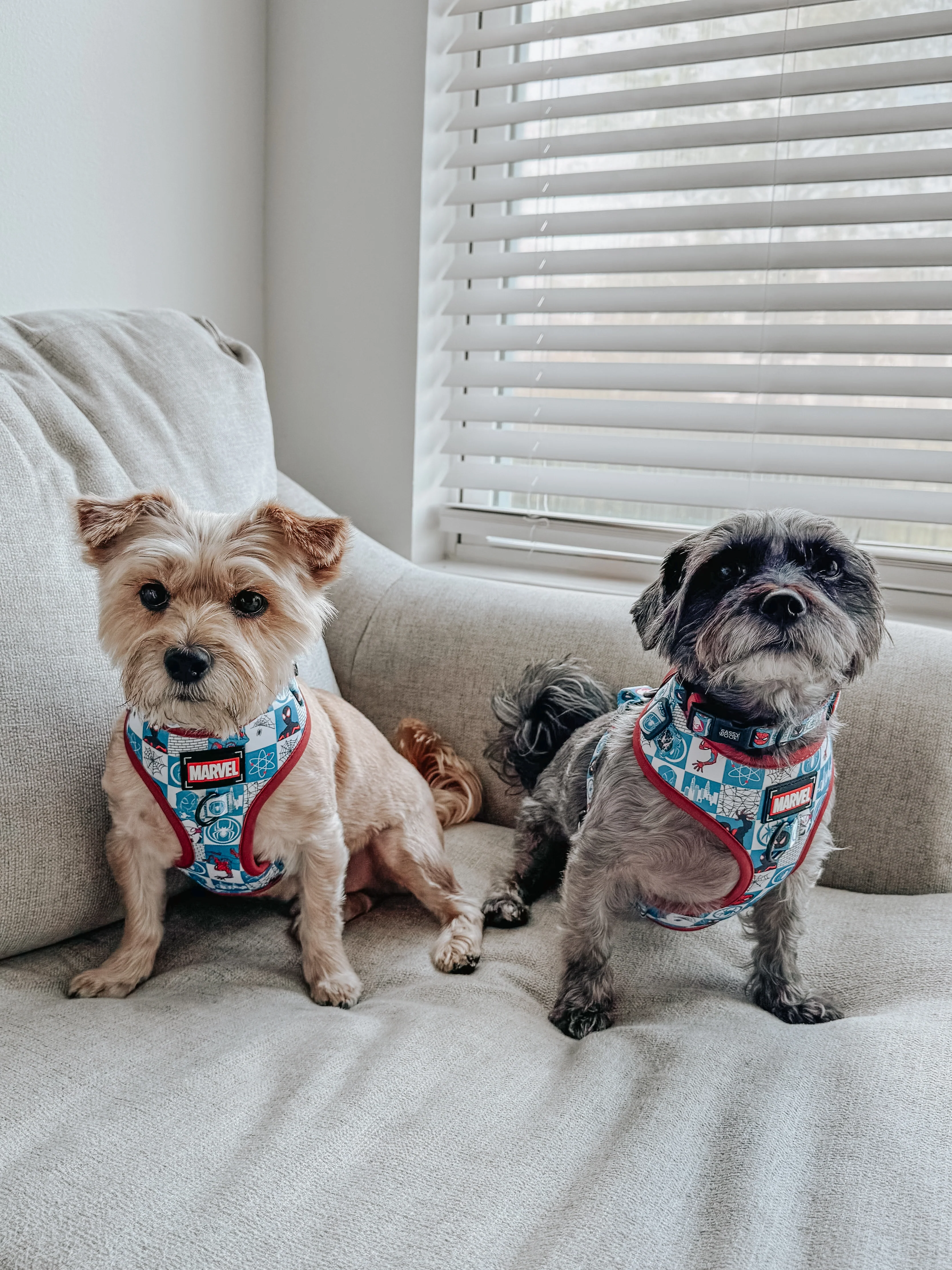 Dog Two Piece Bundle - Marvel’s Spider-Man - Image 9