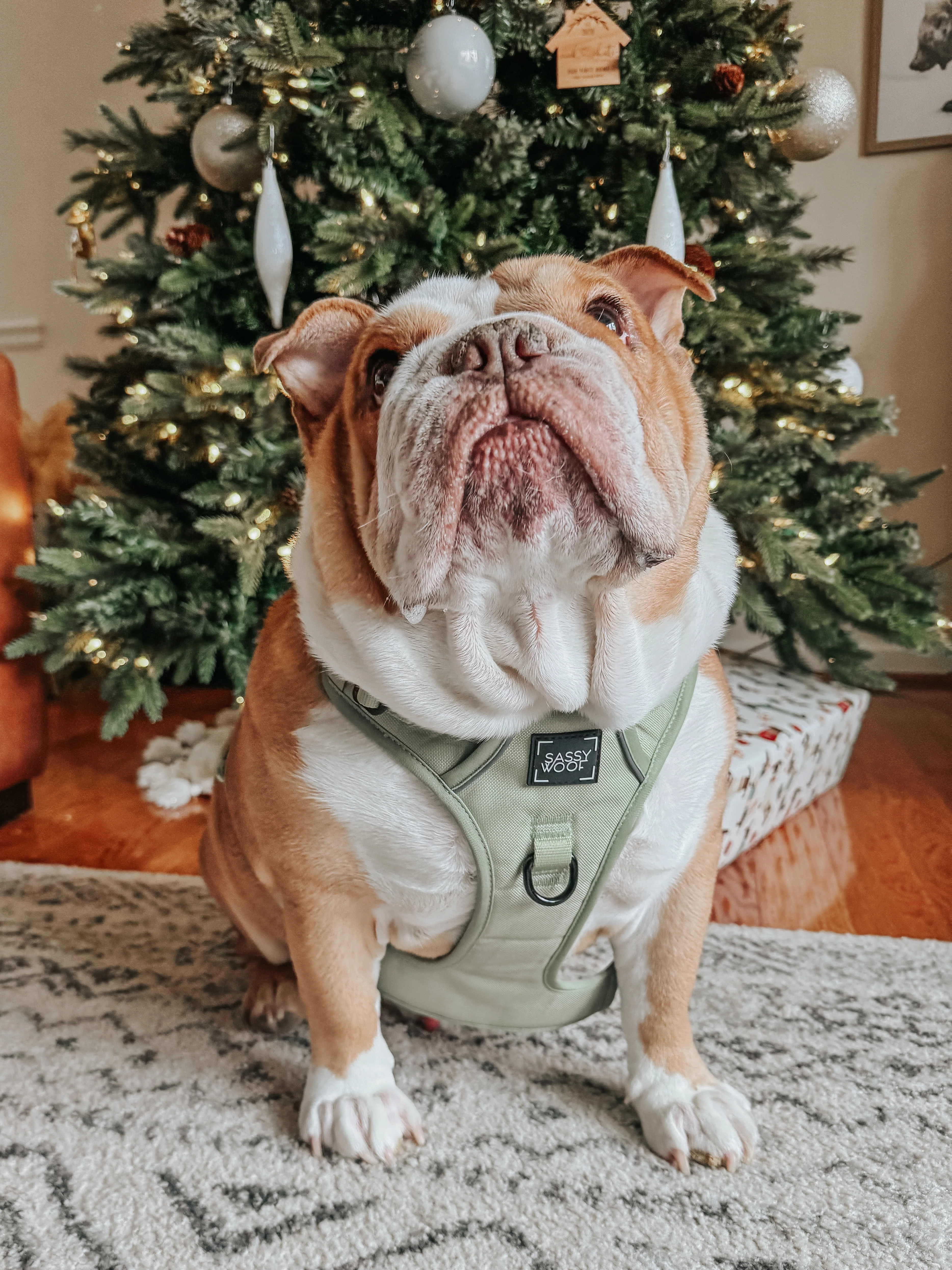 Dog Two Piece Bundle - Matcha - Image 13