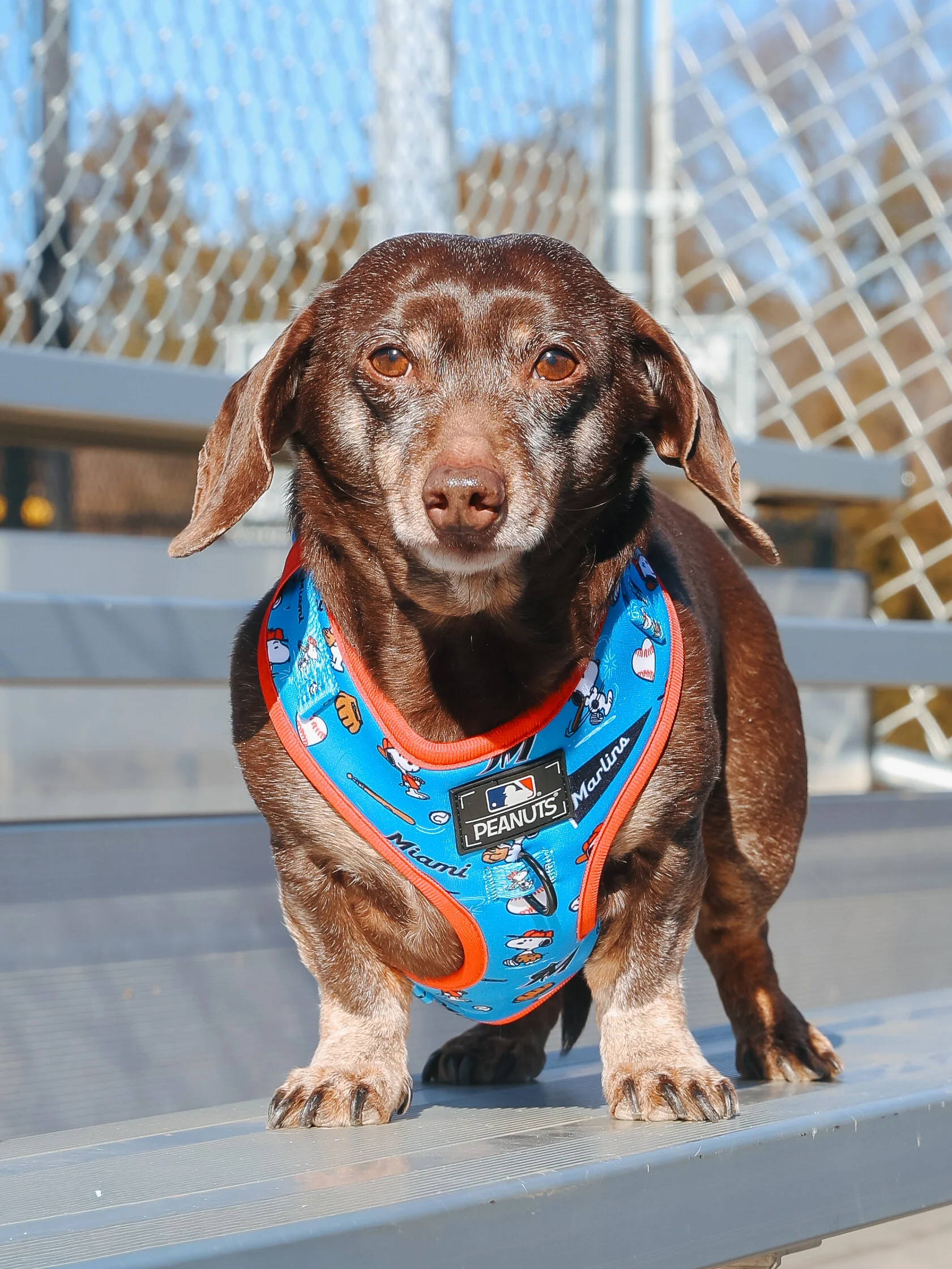 Dog Two Piece Bundle - MLB™ x Peanuts™ Miami Marlins™ - Image 10