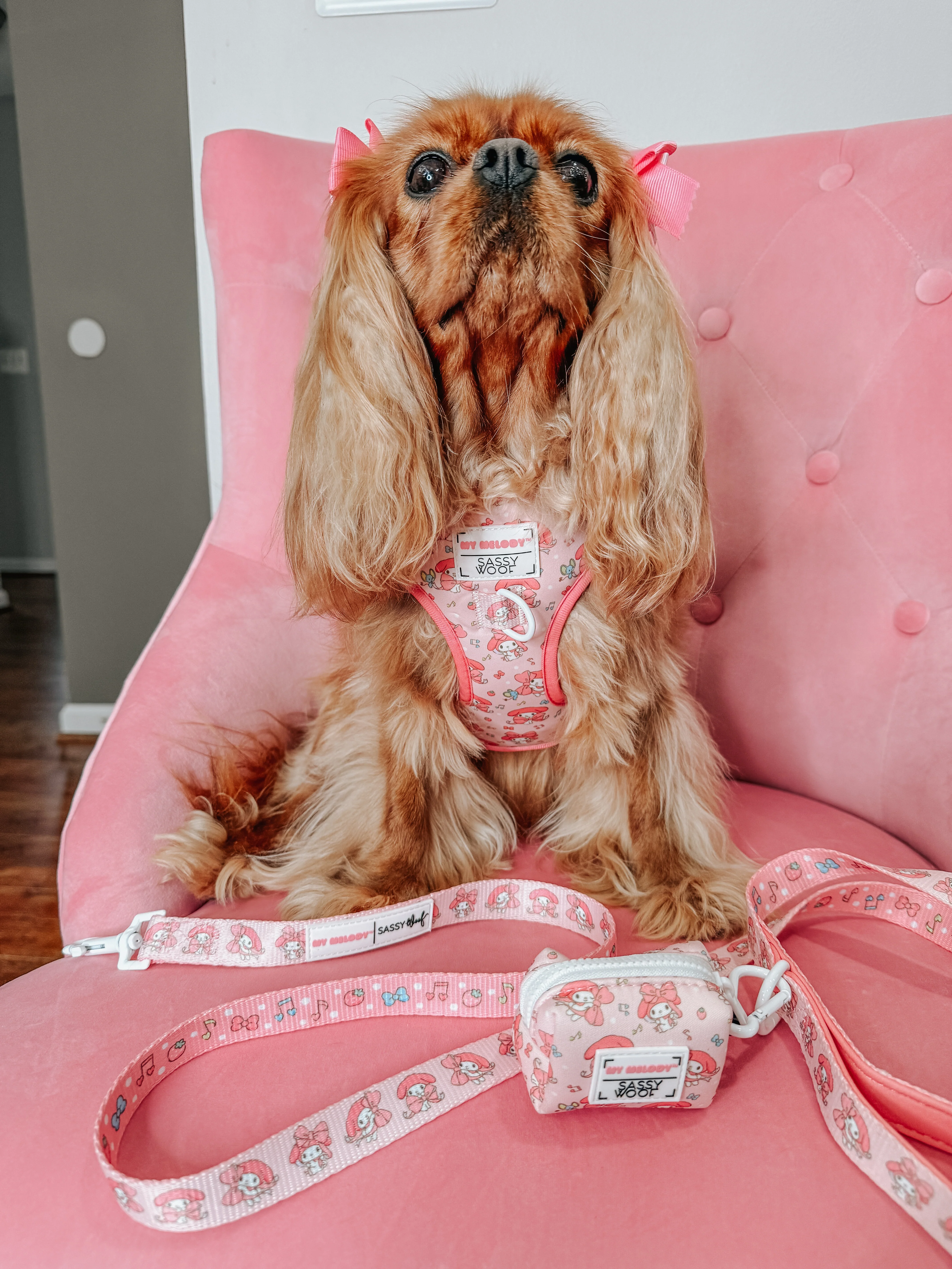 Dog Two Piece Bundle - My Melody™ - Image 14