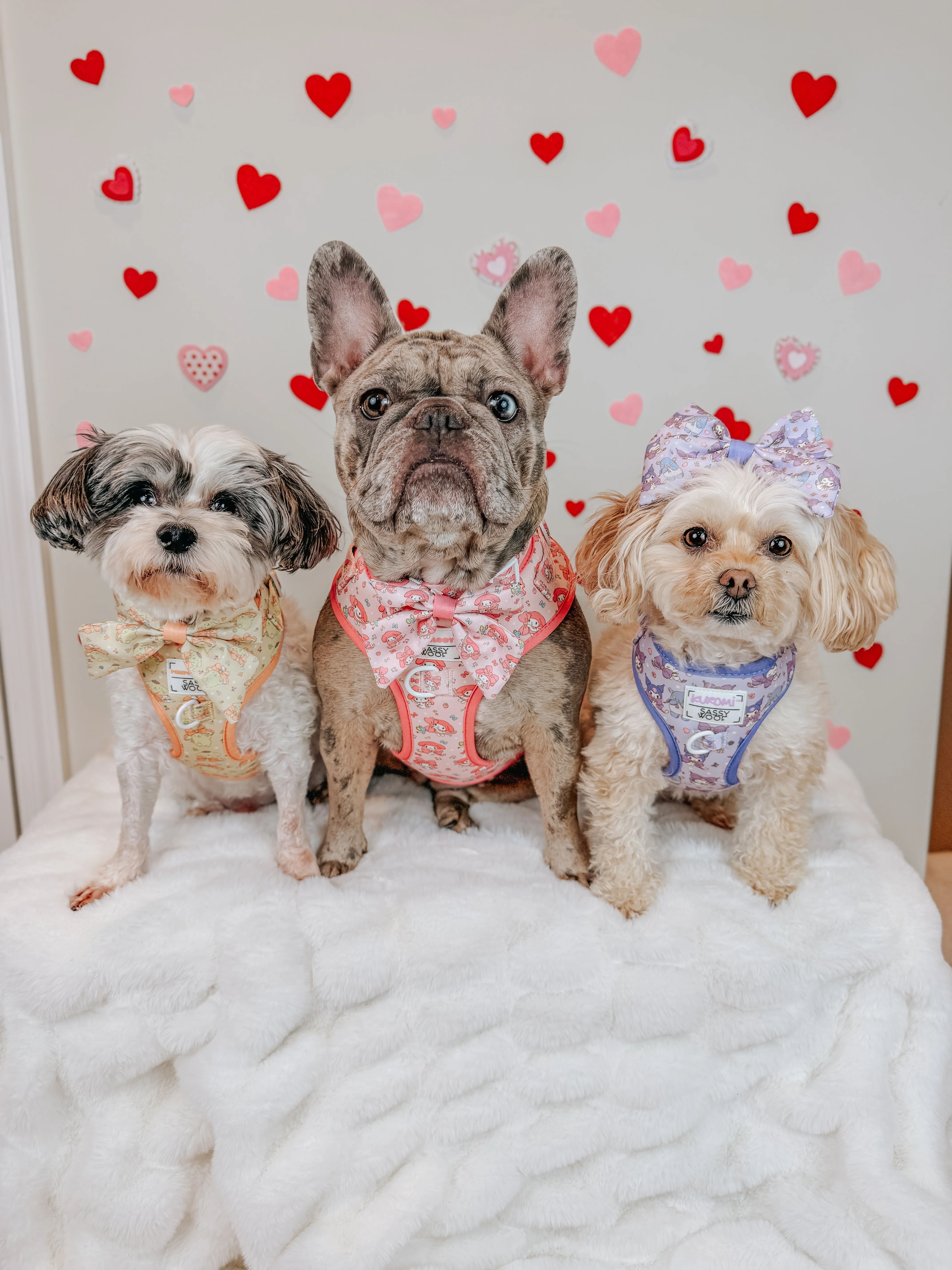 Dog Two Piece Bundle - My Melody™ - Image 15