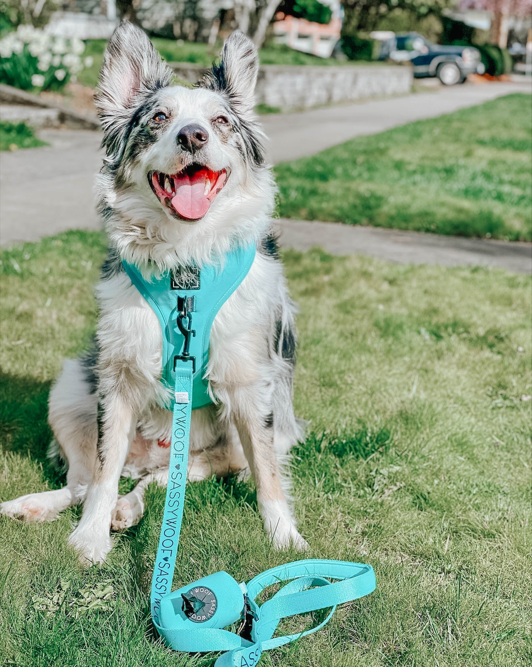 Dog Two Piece Bundle - Neon Blue - Image 8