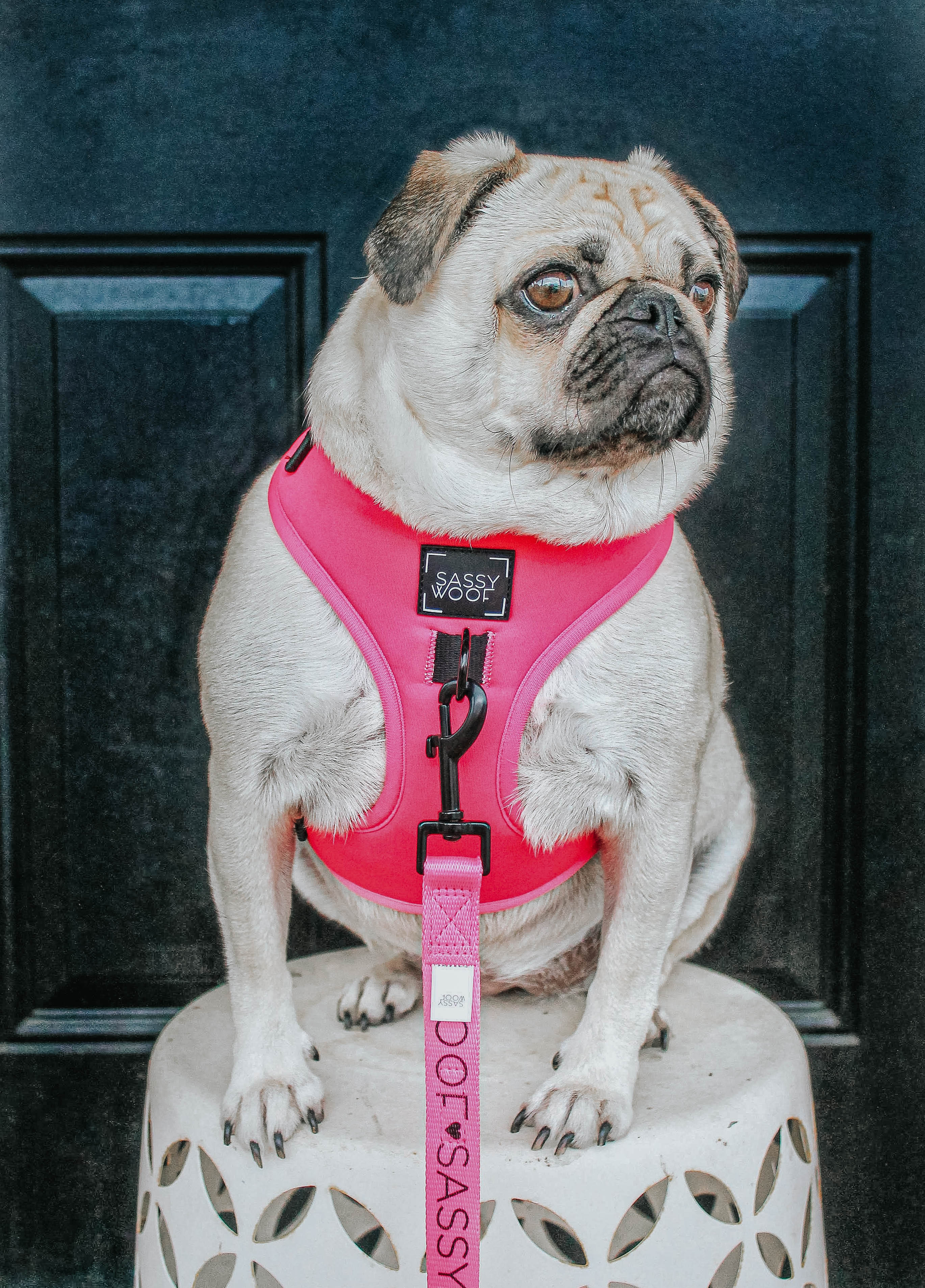 Dog Two Piece Bundle - Neon Pink - Image 9