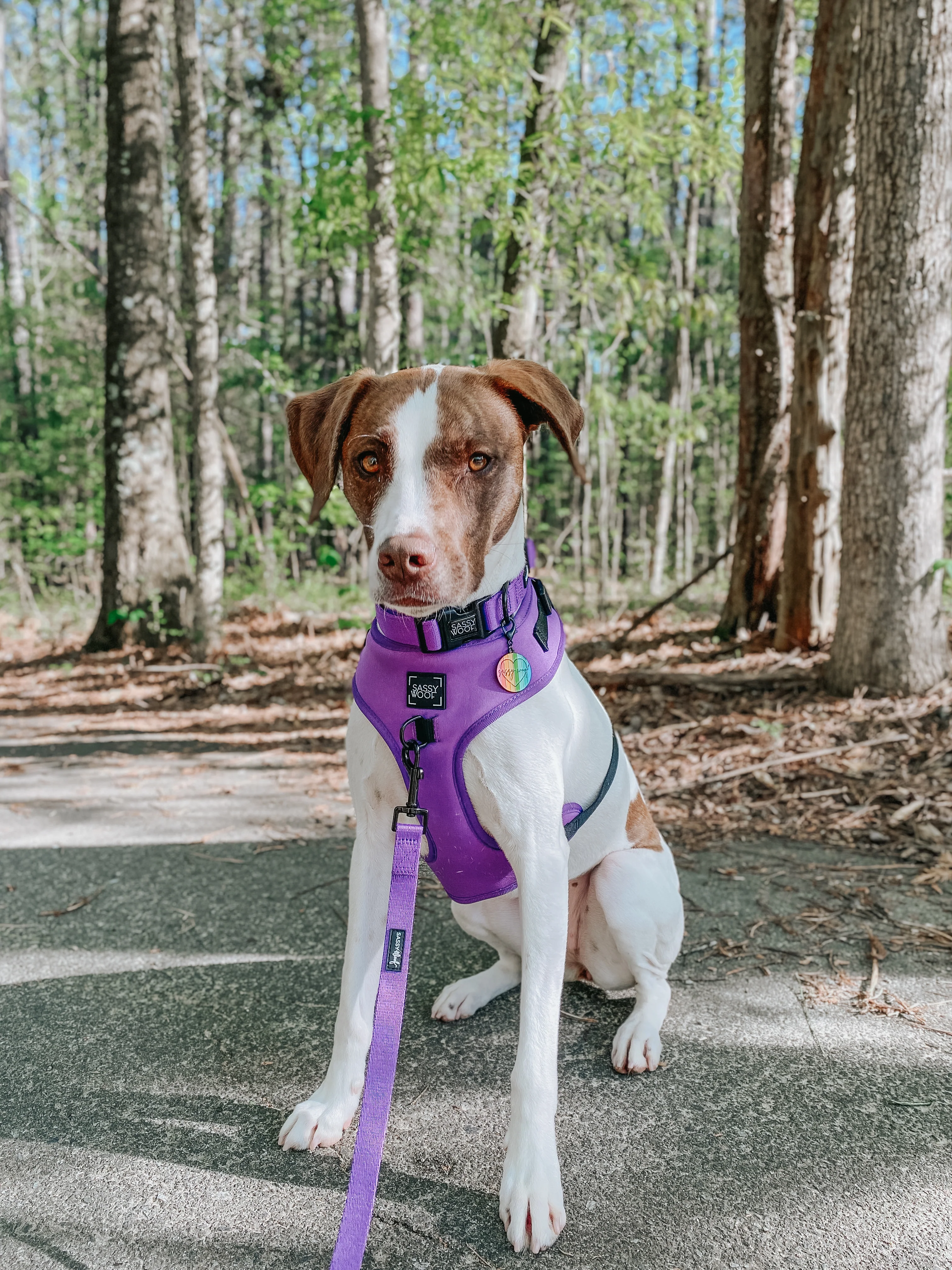 Dog Two Piece Bundle - Neon Purple - Image 10