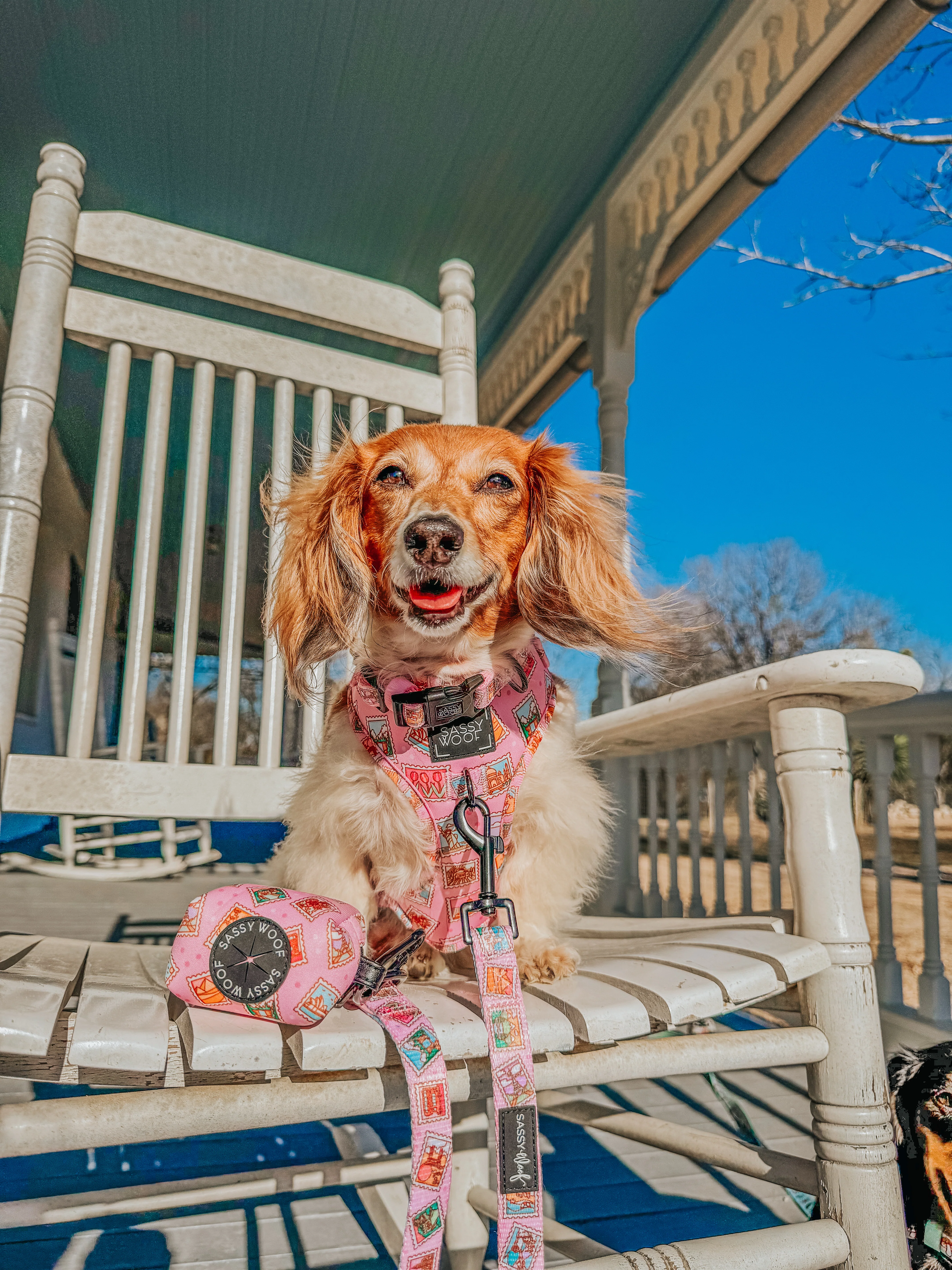 Dog Two Piece Bundle - Out of Office - Image 15