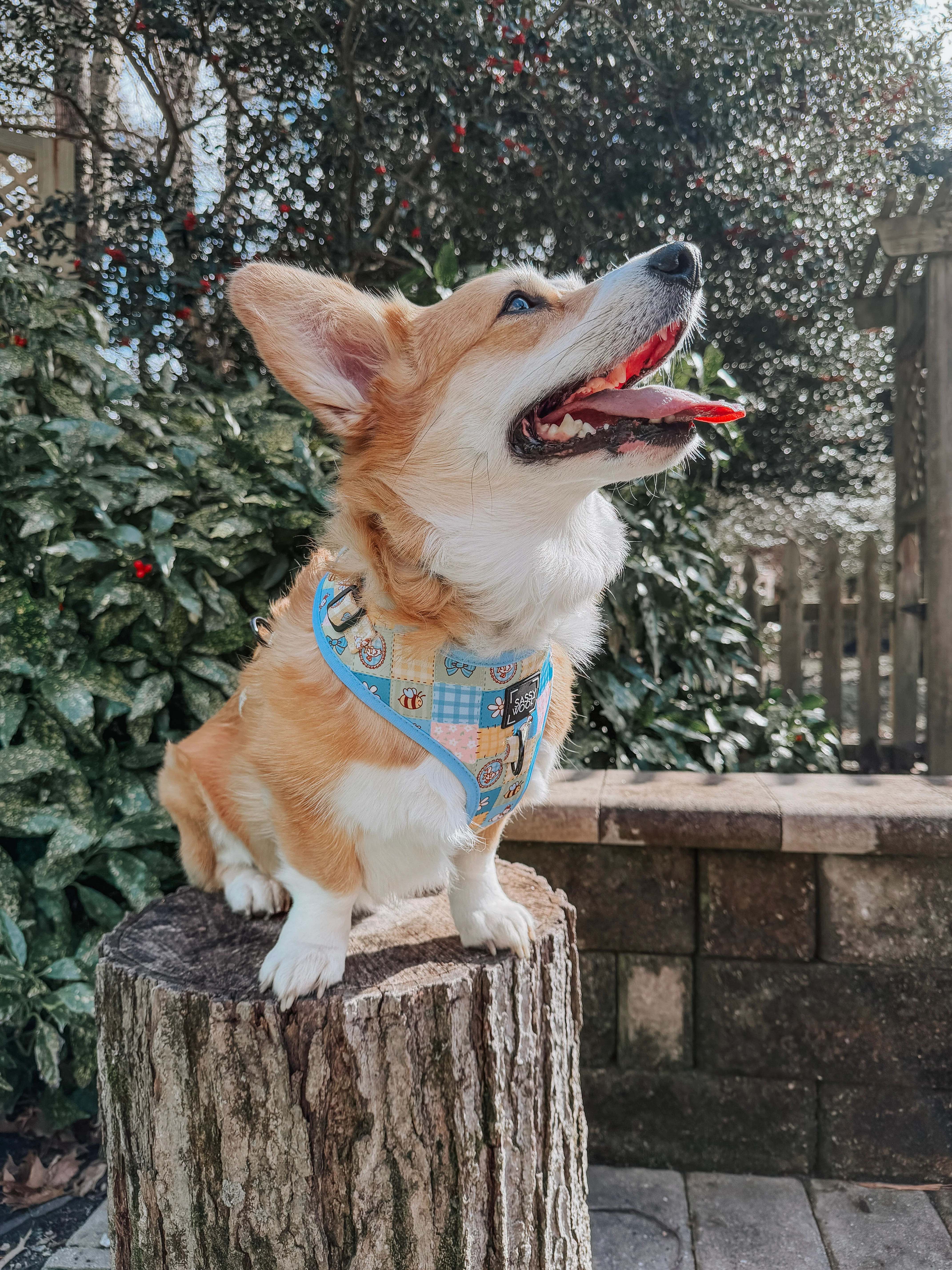 Dog Two Piece Bundle - Patch Perfect - Image 12