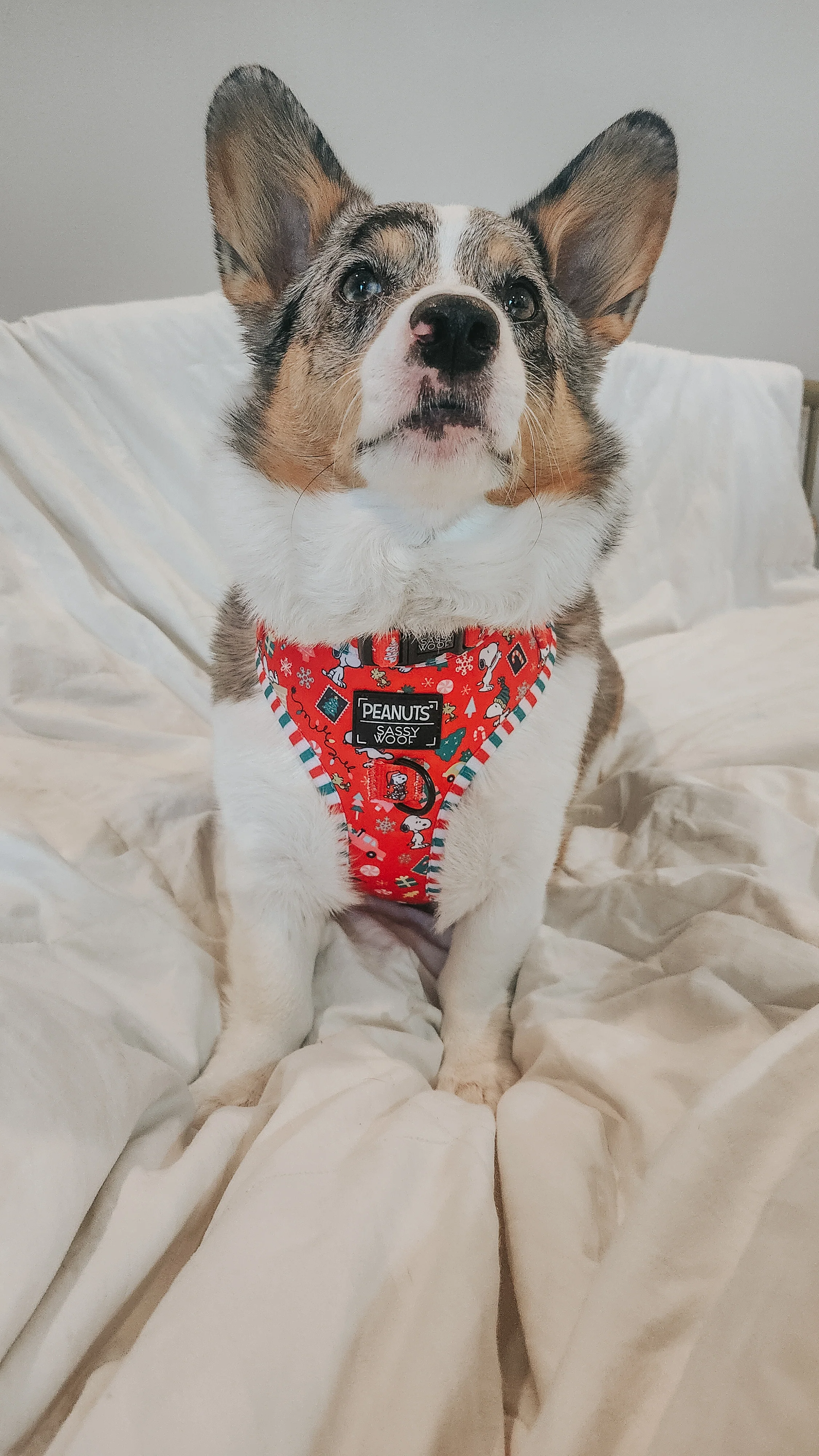 Dog Two Piece Bundle - Peanuts™ Beagle Bells - Image 12