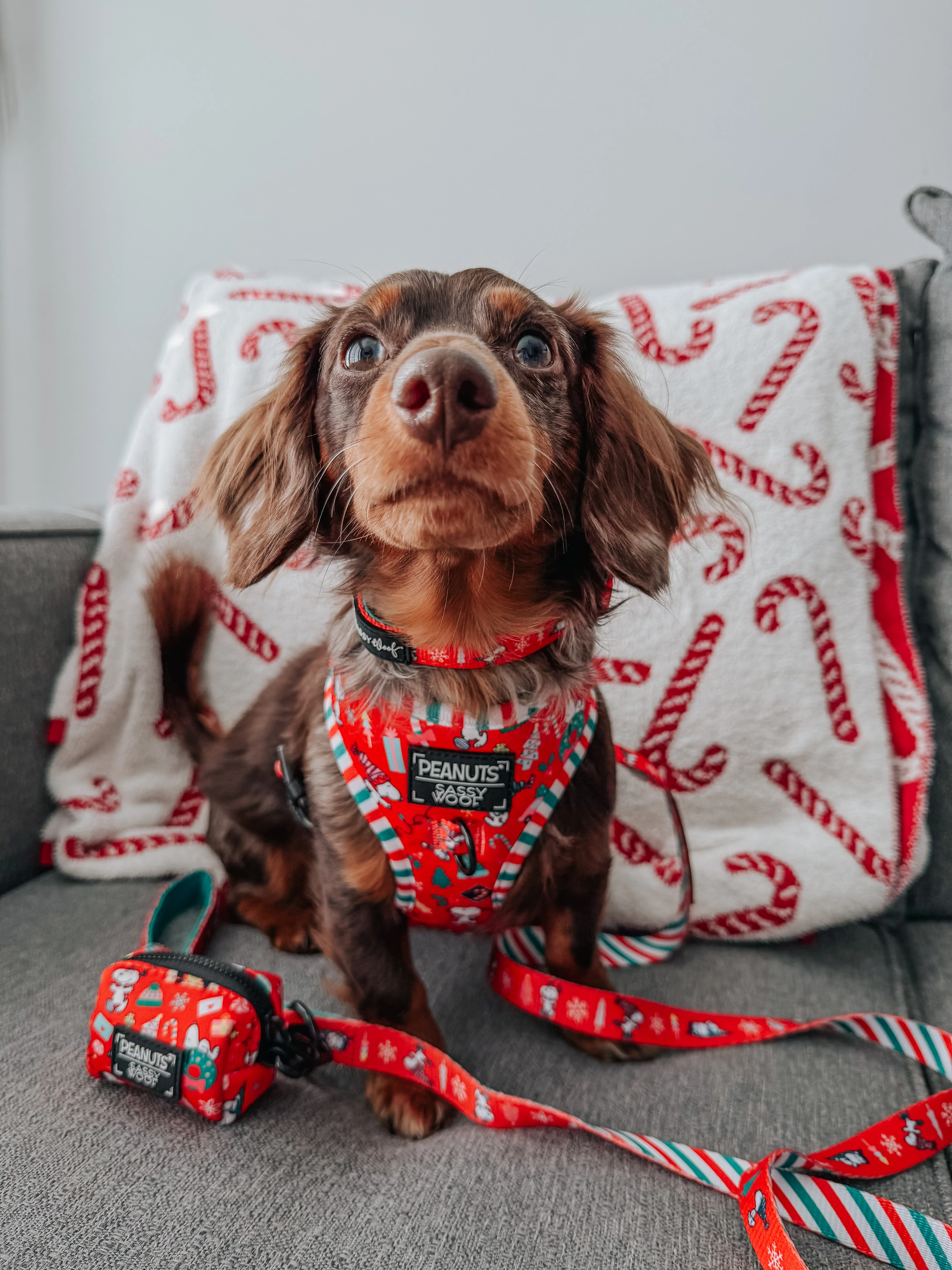 Dog Two Piece Bundle - Peanuts™ Beagle Bells - Image 13