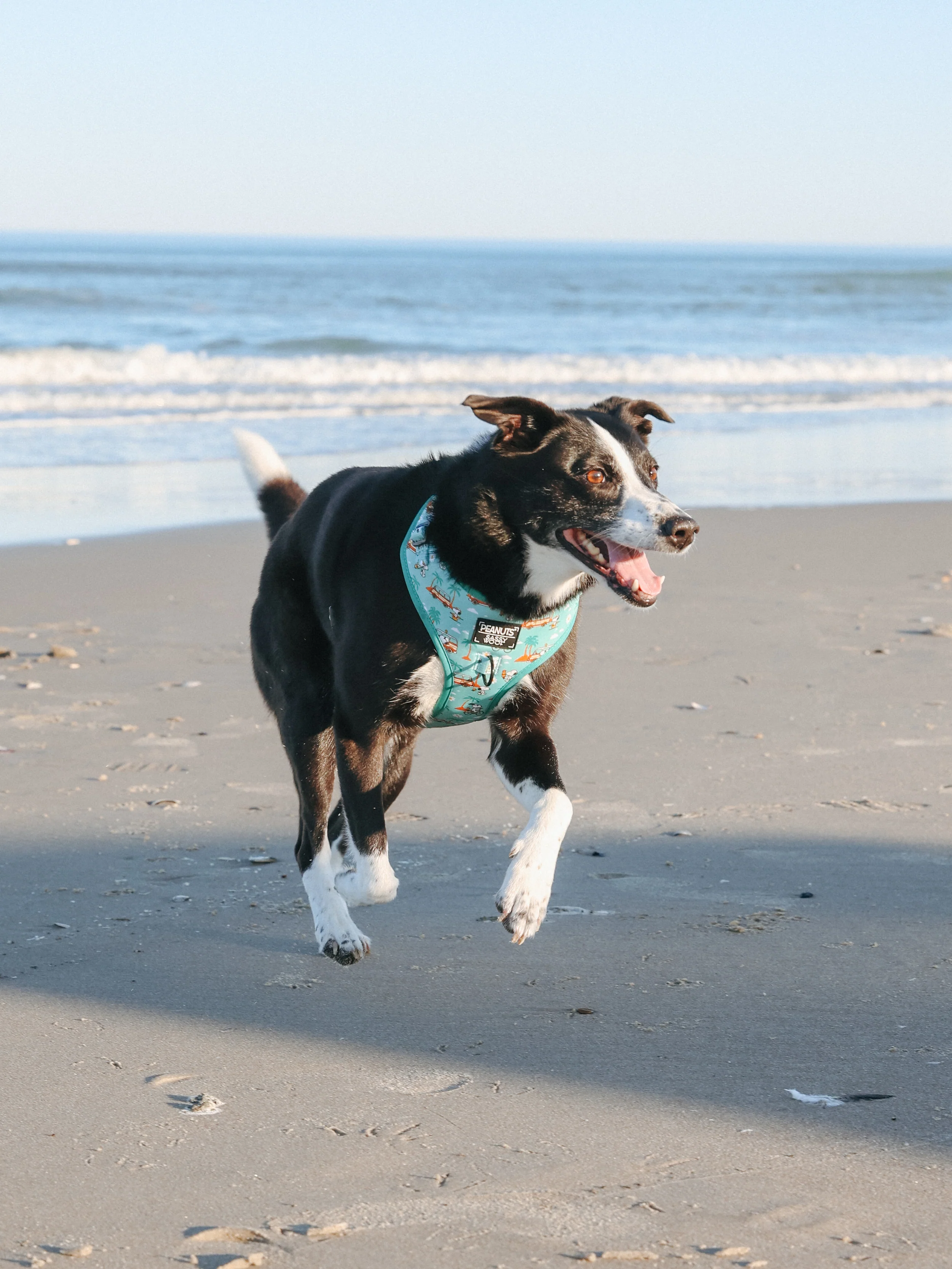 Dog Two Piece Bundle - Peanuts™ Road Tripping - Image 10
