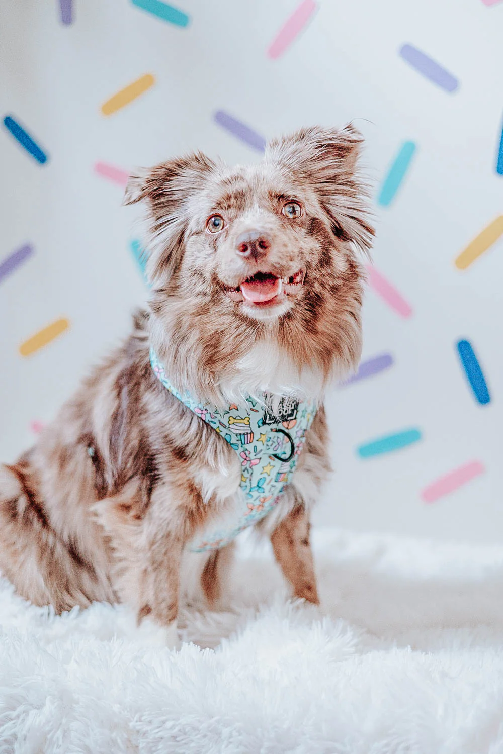 Dog Two Piece Bundle - Pup Pup Hooray - Image 7