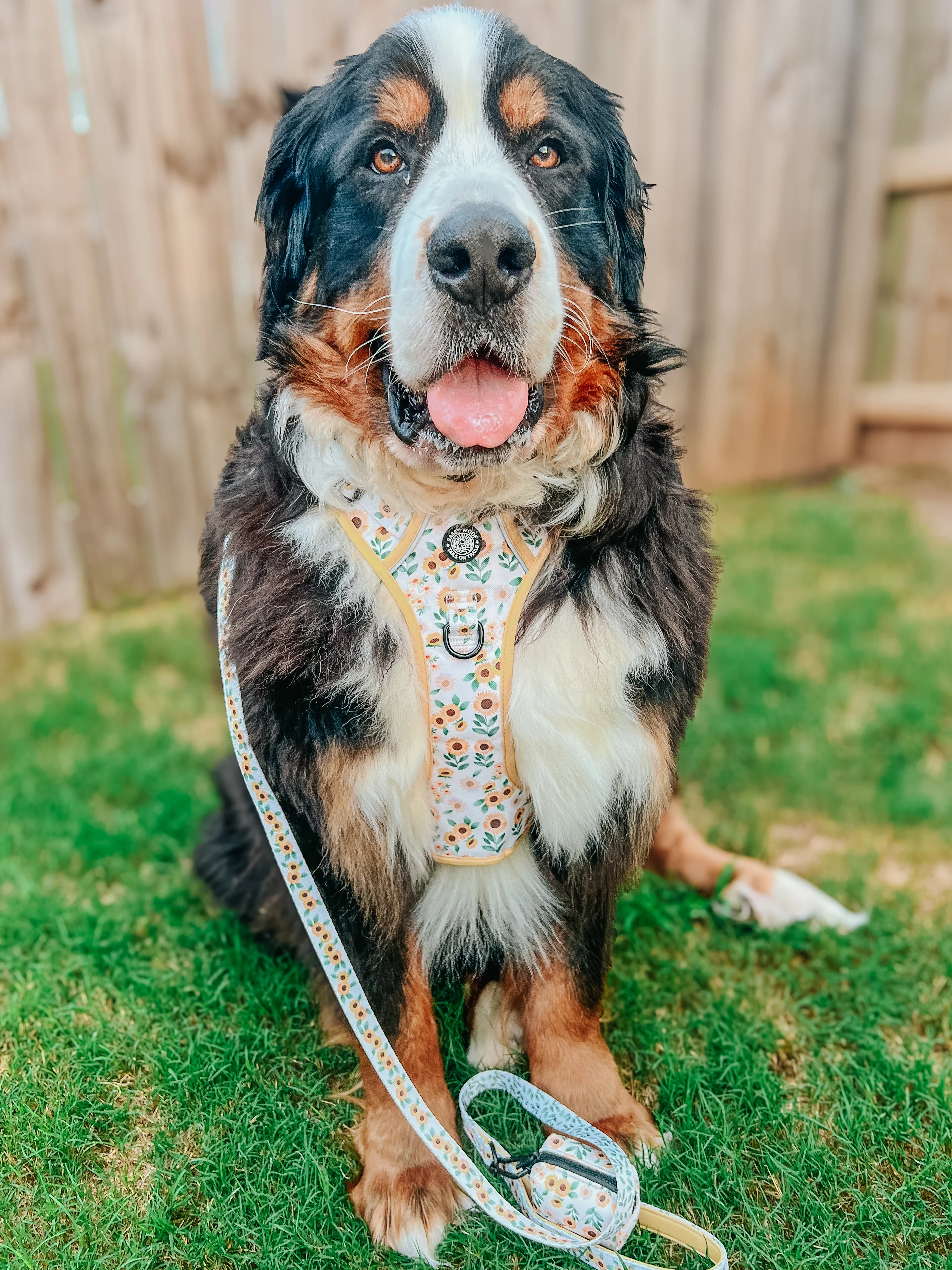 Dog Two Piece Bundle - Sunflower Dreams - Image 9