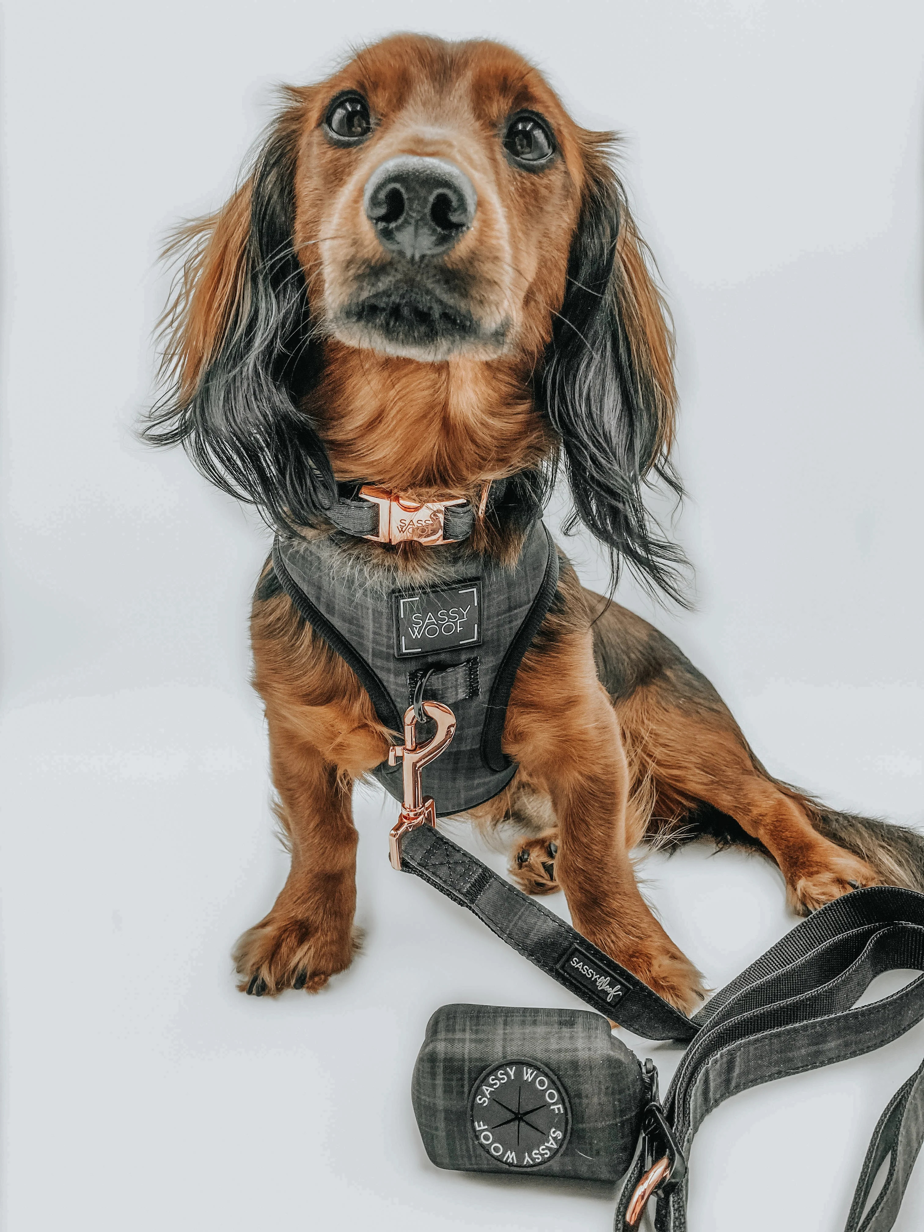 Dog Waste Bag Holder - Baby Got Black - Image 6
