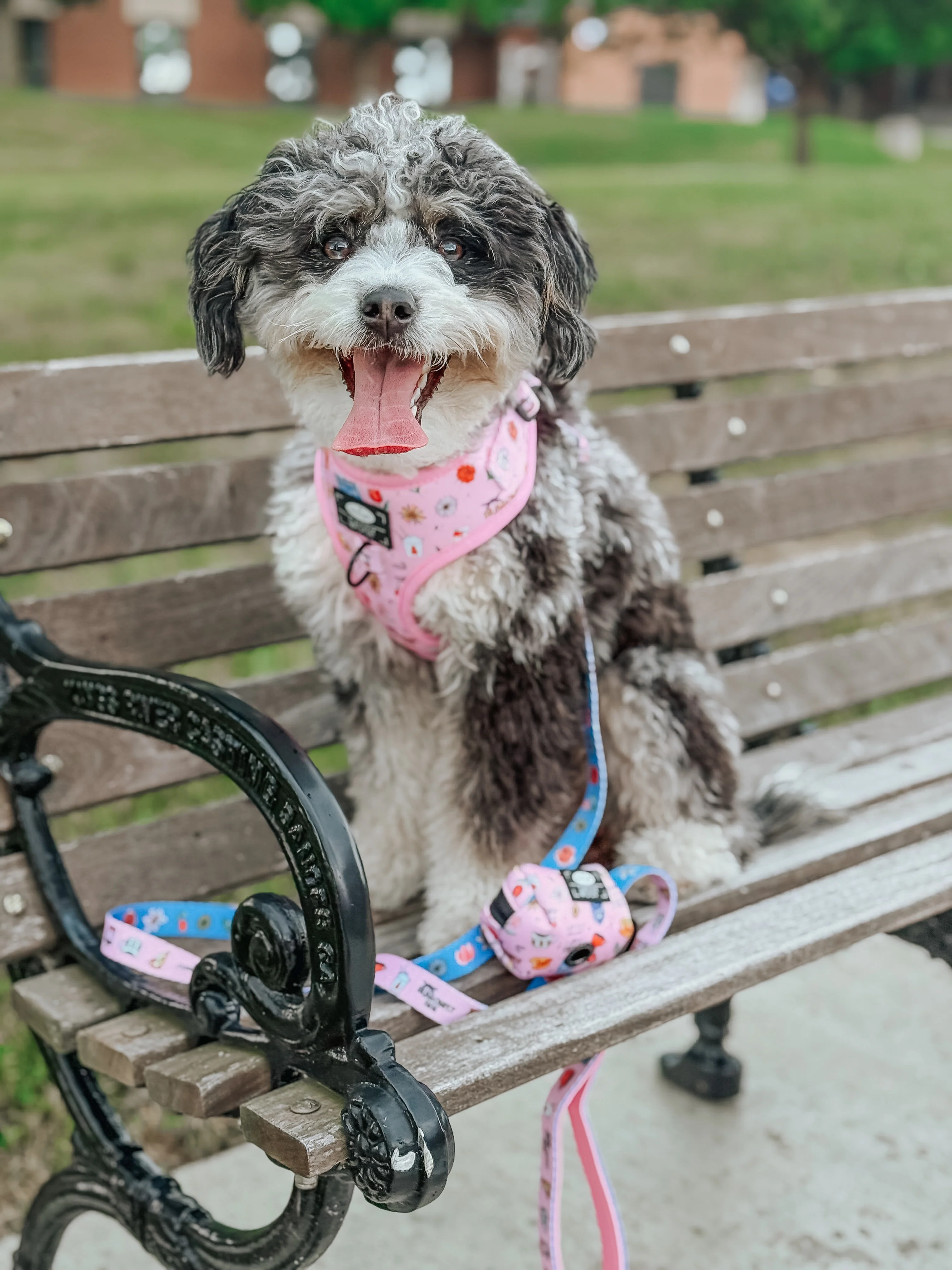 Dog Waste Bag Holder - Gilmore Girls™ - Image 8