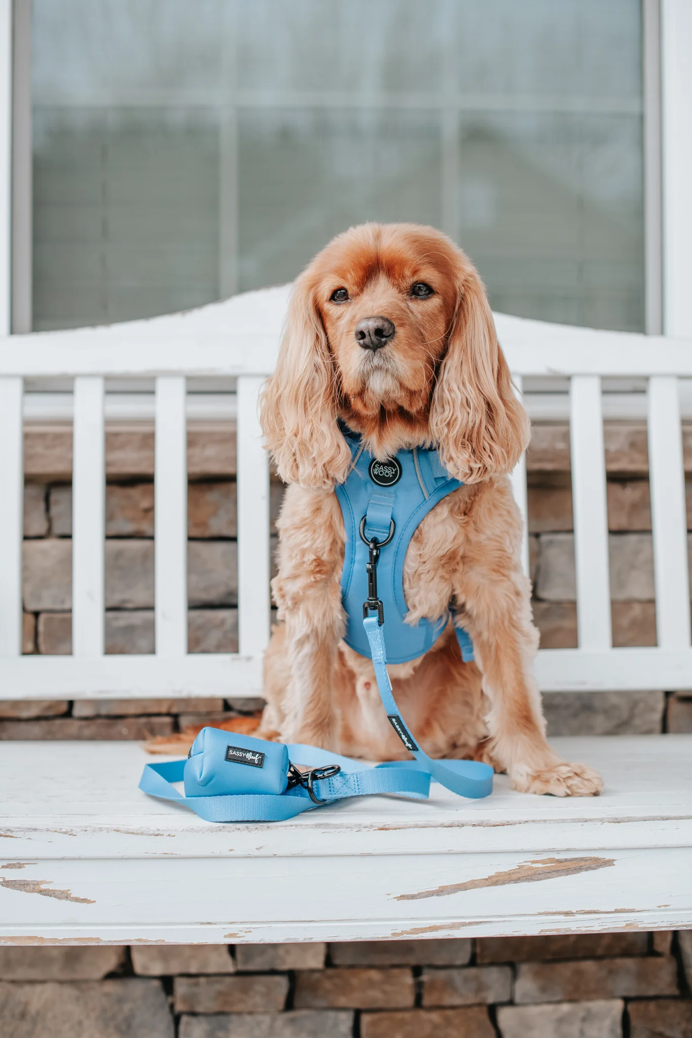 Dog Step-in Harness - Hydrangea - Image 6