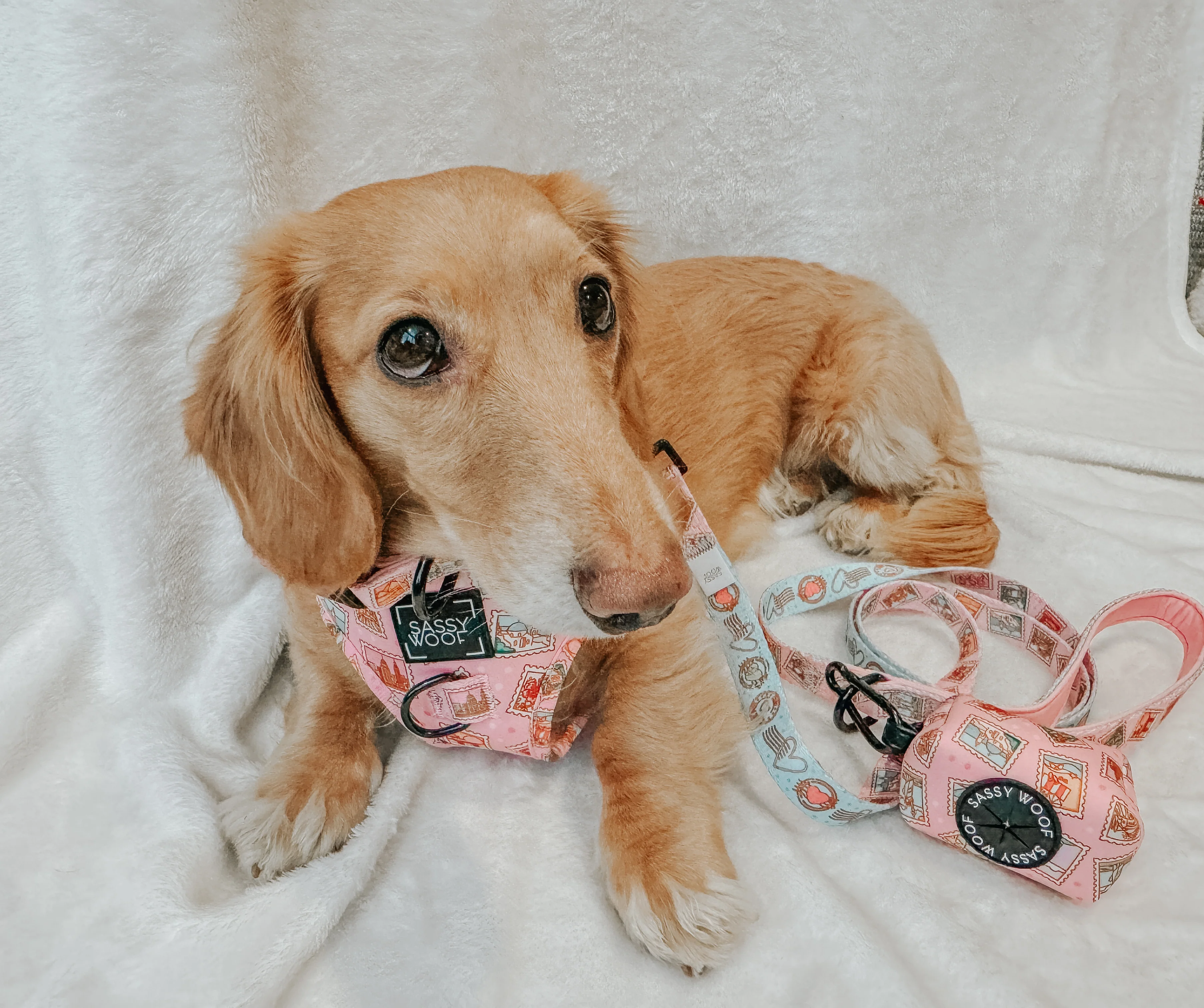 Dog Waste Bag Holder - Out of Office - Image 7