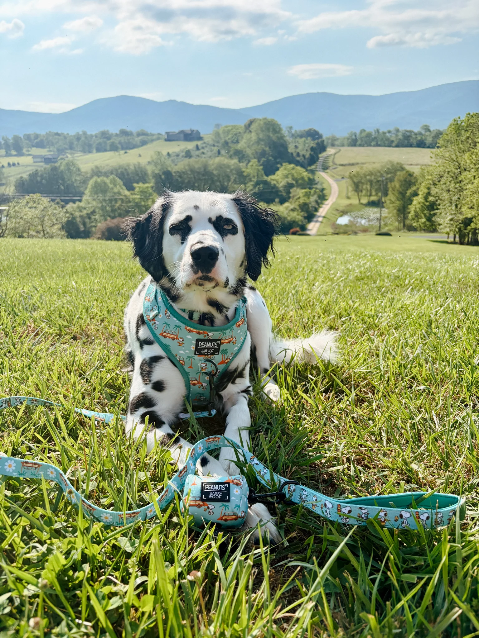 Dog Leash - Peanuts™ Road Tripping - Image 12