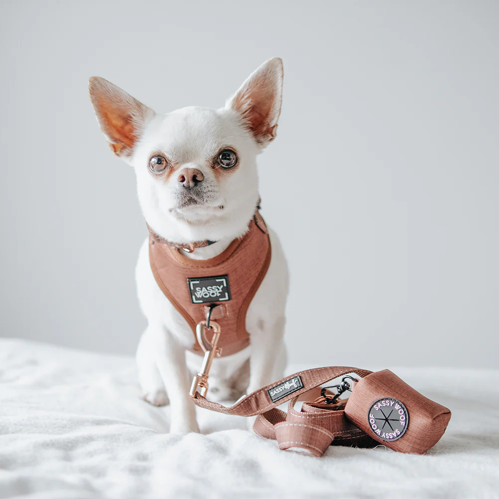 Dog Waste Bag Holder - Teddy - Image 3